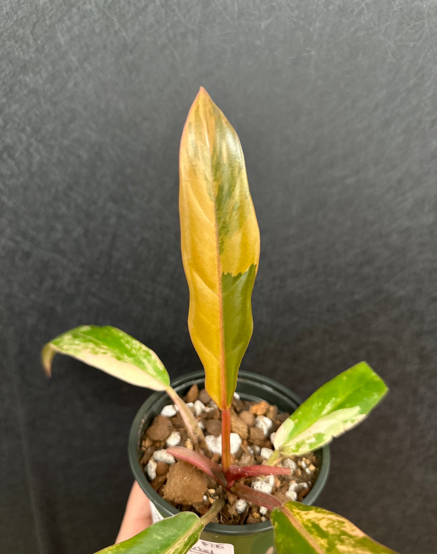 Caramel Marble Philodendron 4in
