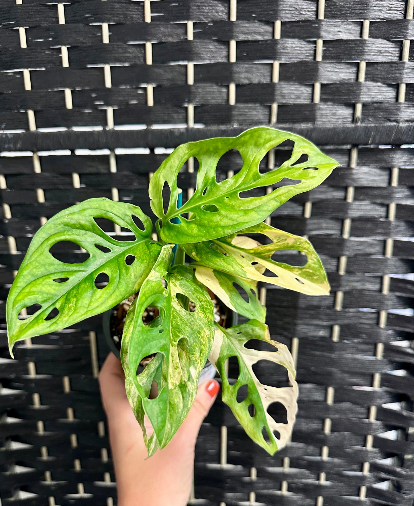 Monstera Adansonii Aurea 4in