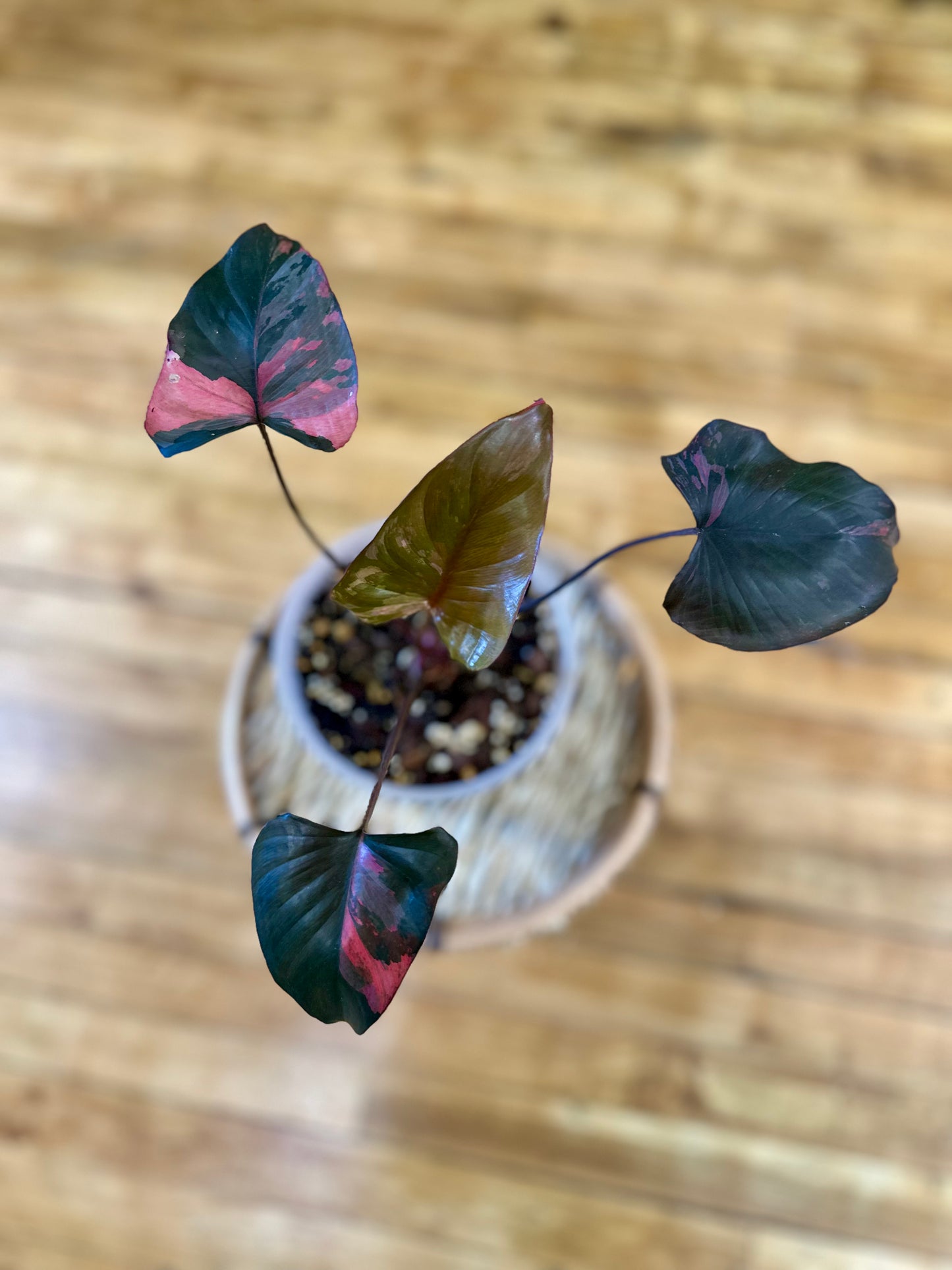 Homalomena Pink Diamond 6in