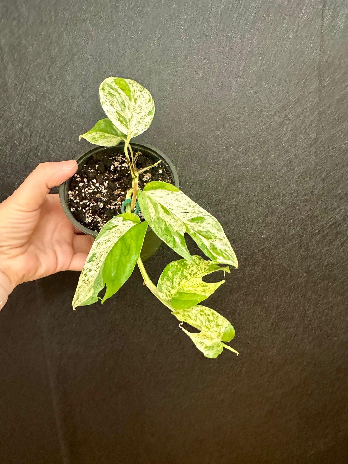 Epipremnum Pinnatum Marble 6in