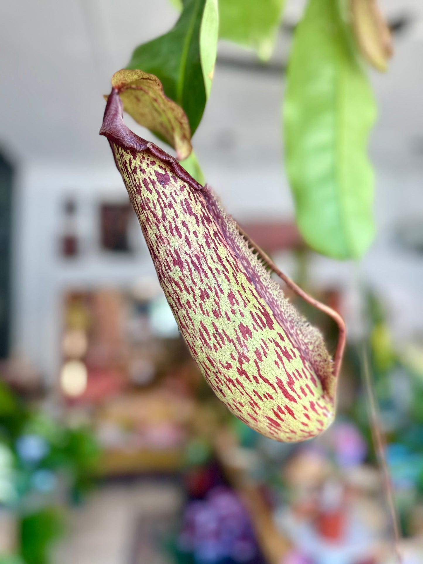 Monkey Cup Pitcher Plant-8in hanging