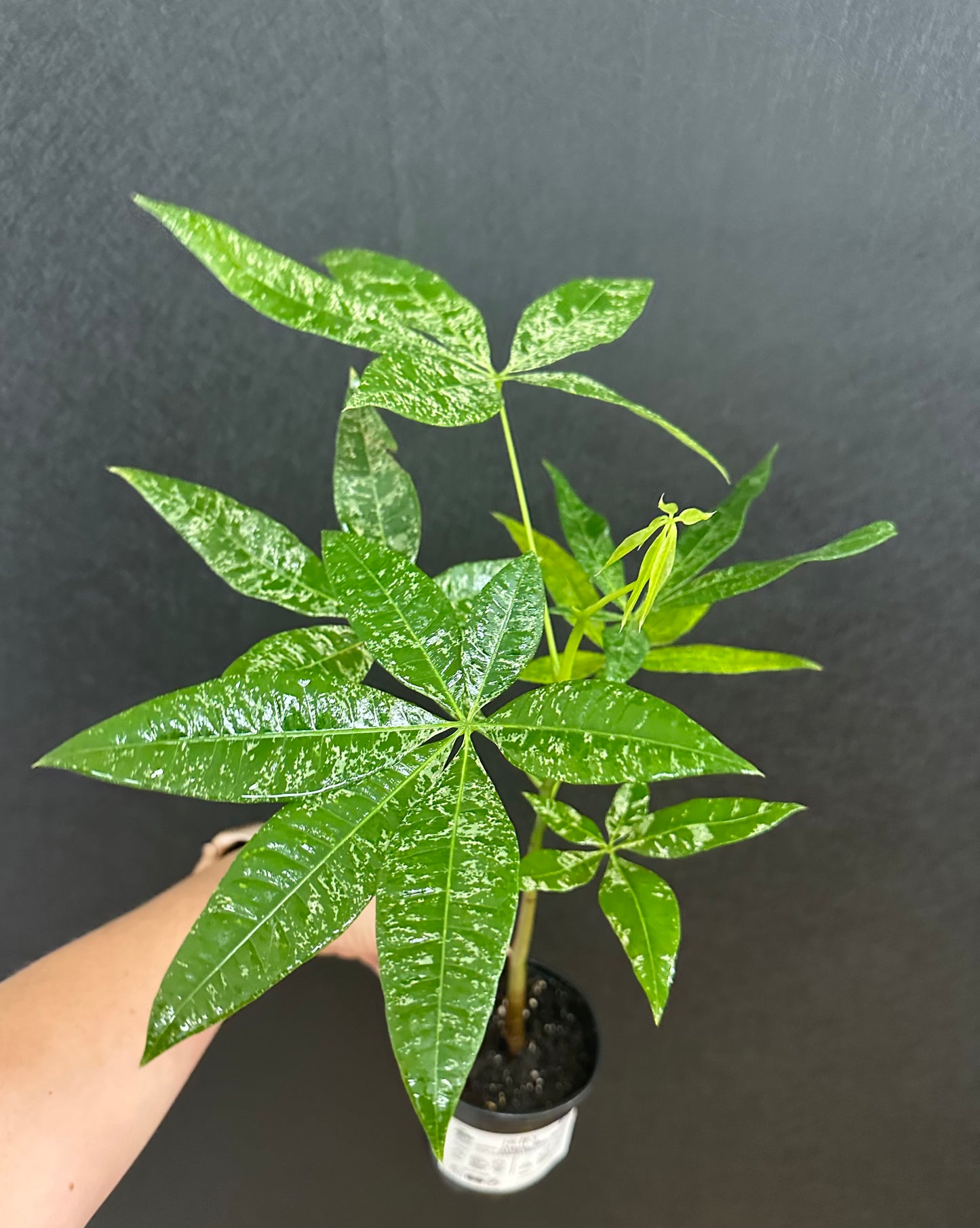 Money Tree Variegated 4in