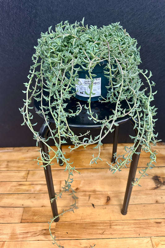 String of Dolphins 6in