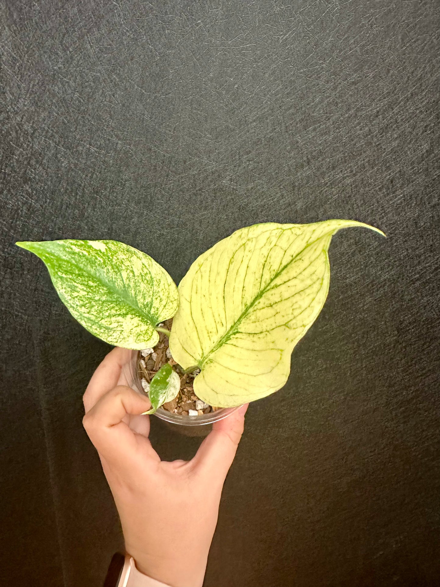 Monstera Deliciosa Mint 4in Large Form