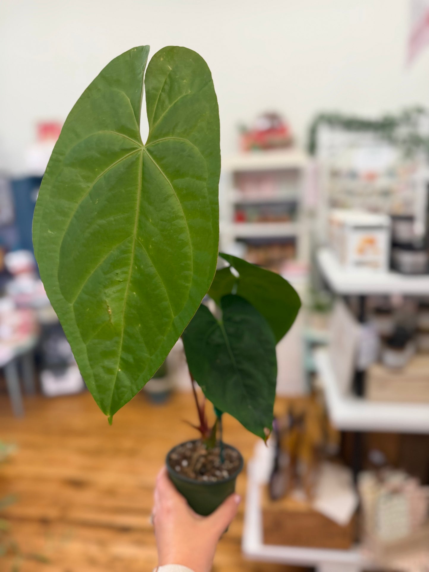 Magificum X Nigrolaminum Gigi Anthurium 4in