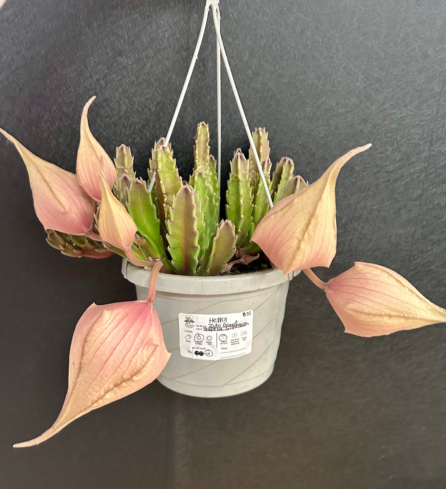 Zulu Giant Stapelia Gigentana 8in