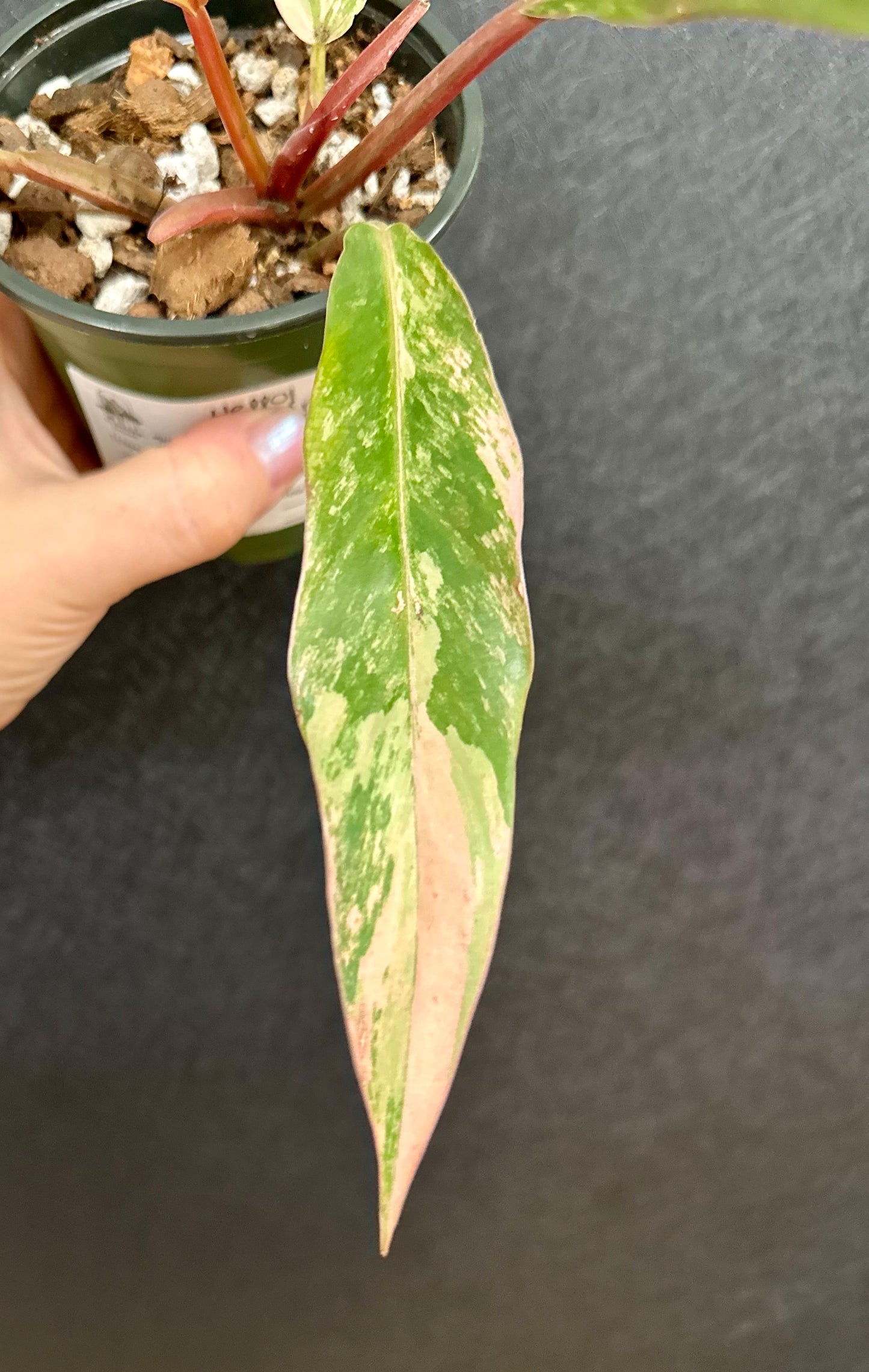 Caramel Marble Philodendron 4in