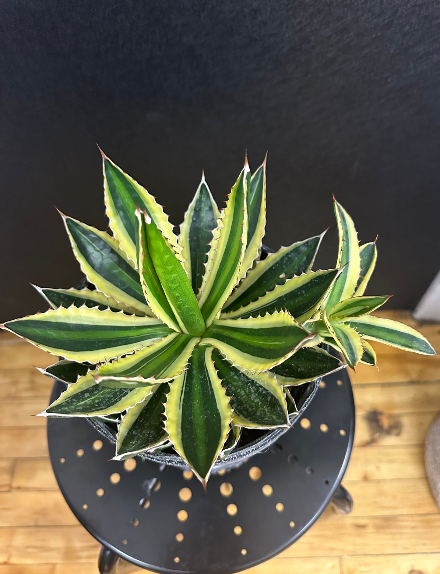 Agave Lophanta Quadcolor 6in
