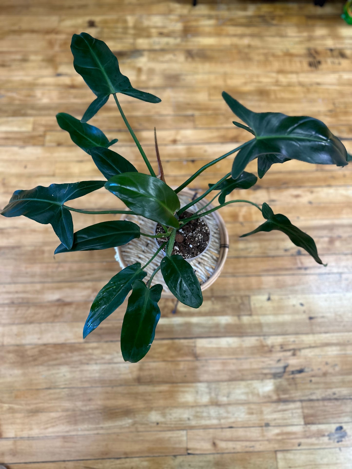 Philodendron Mexicanum Latisagittum