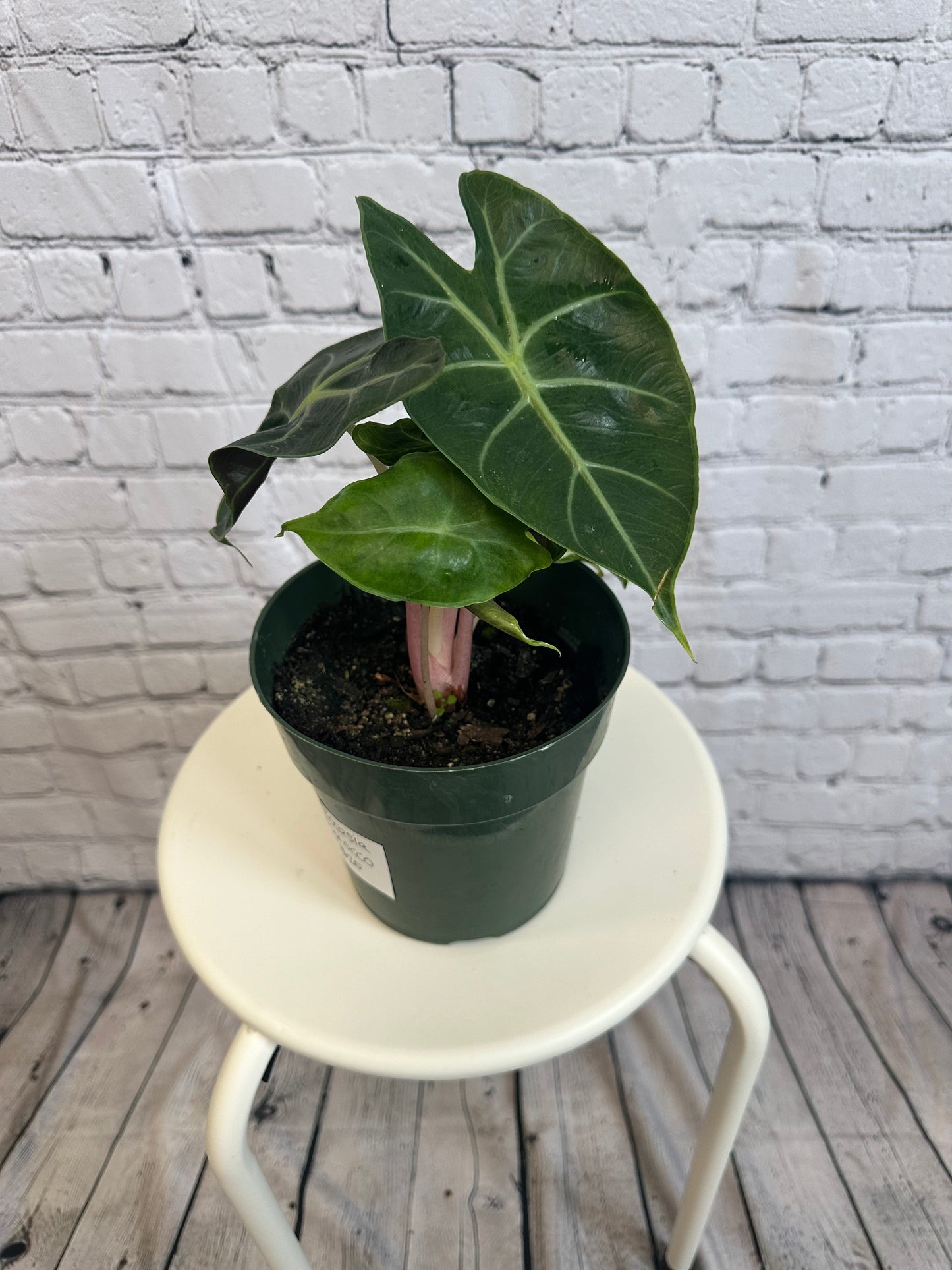 Alocasia Morocco