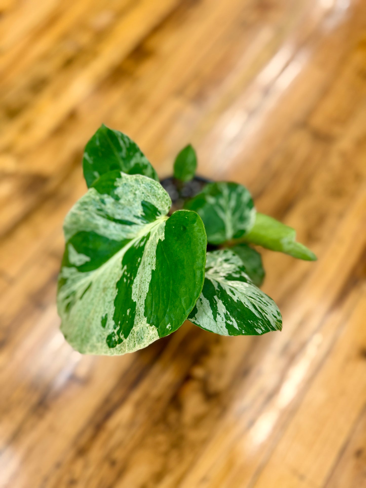 Monstera Bulbasaur 4in