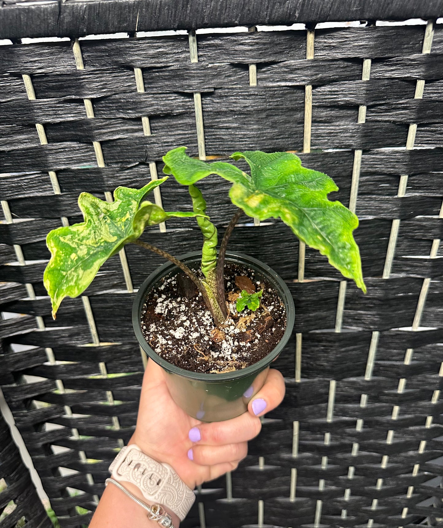 Alocasia Jacklyn, Variegated 4in