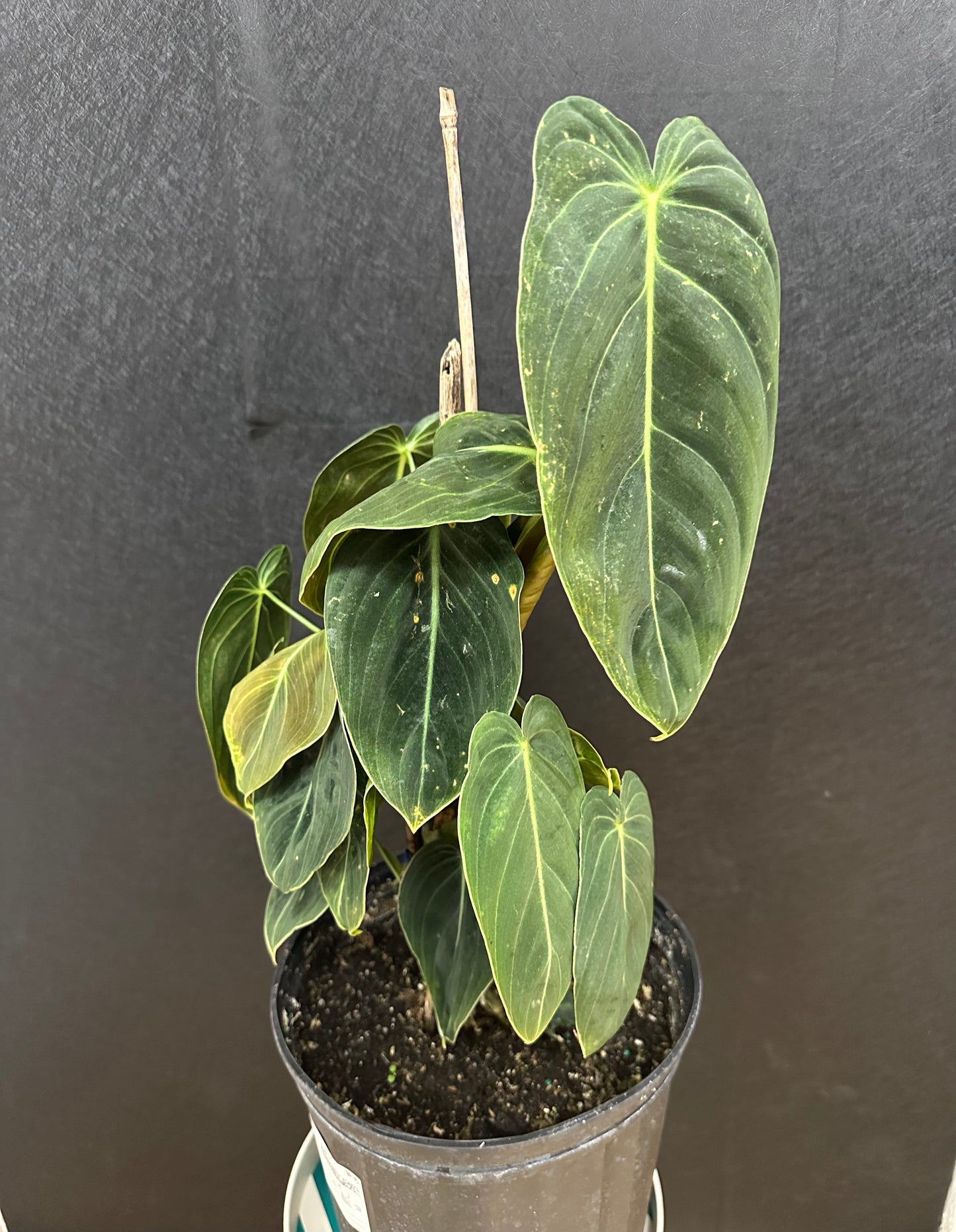 Melanochrysum Philodendron 2gallon