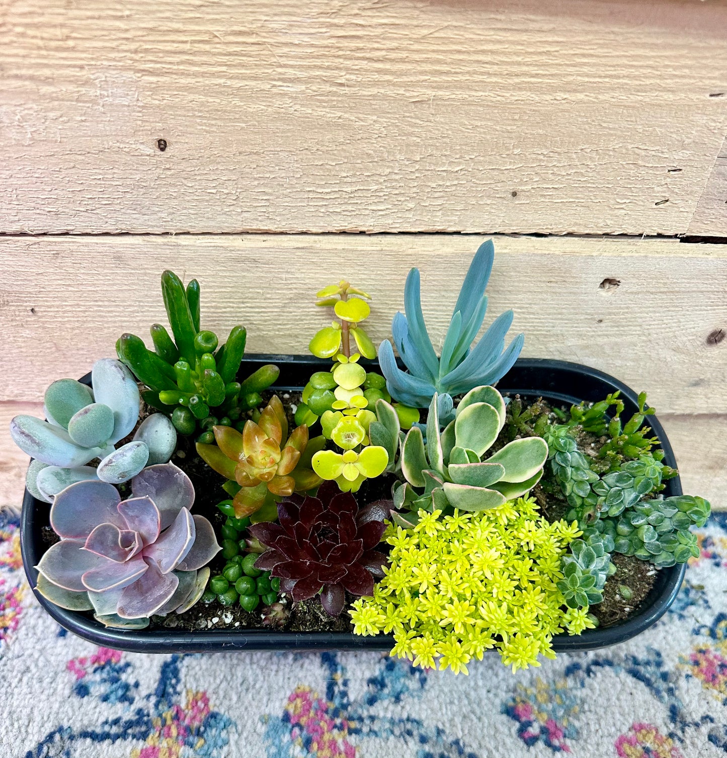 Living Canvas 11” Oval Succulents
