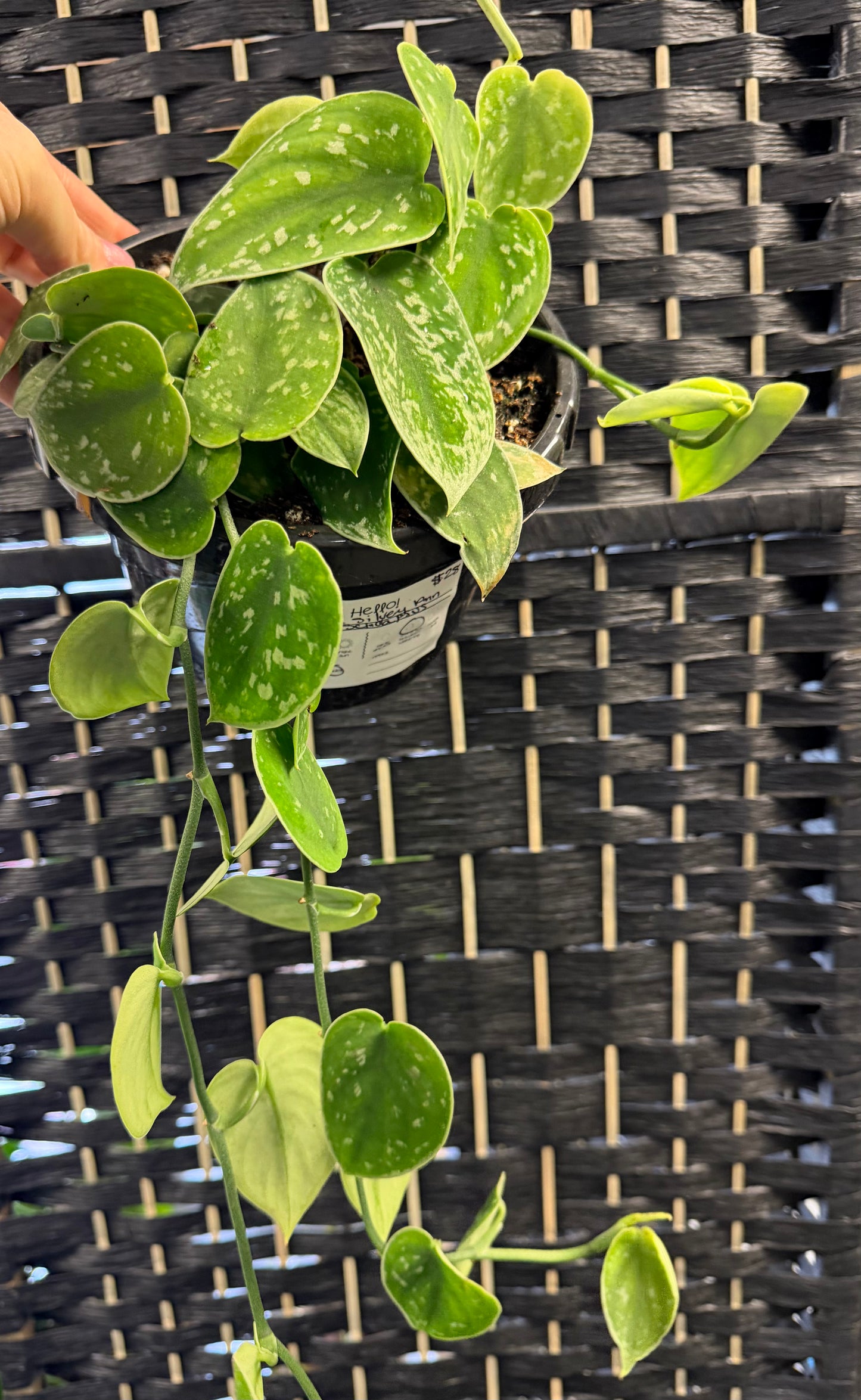 Silvery Ann Scindapsus 6in