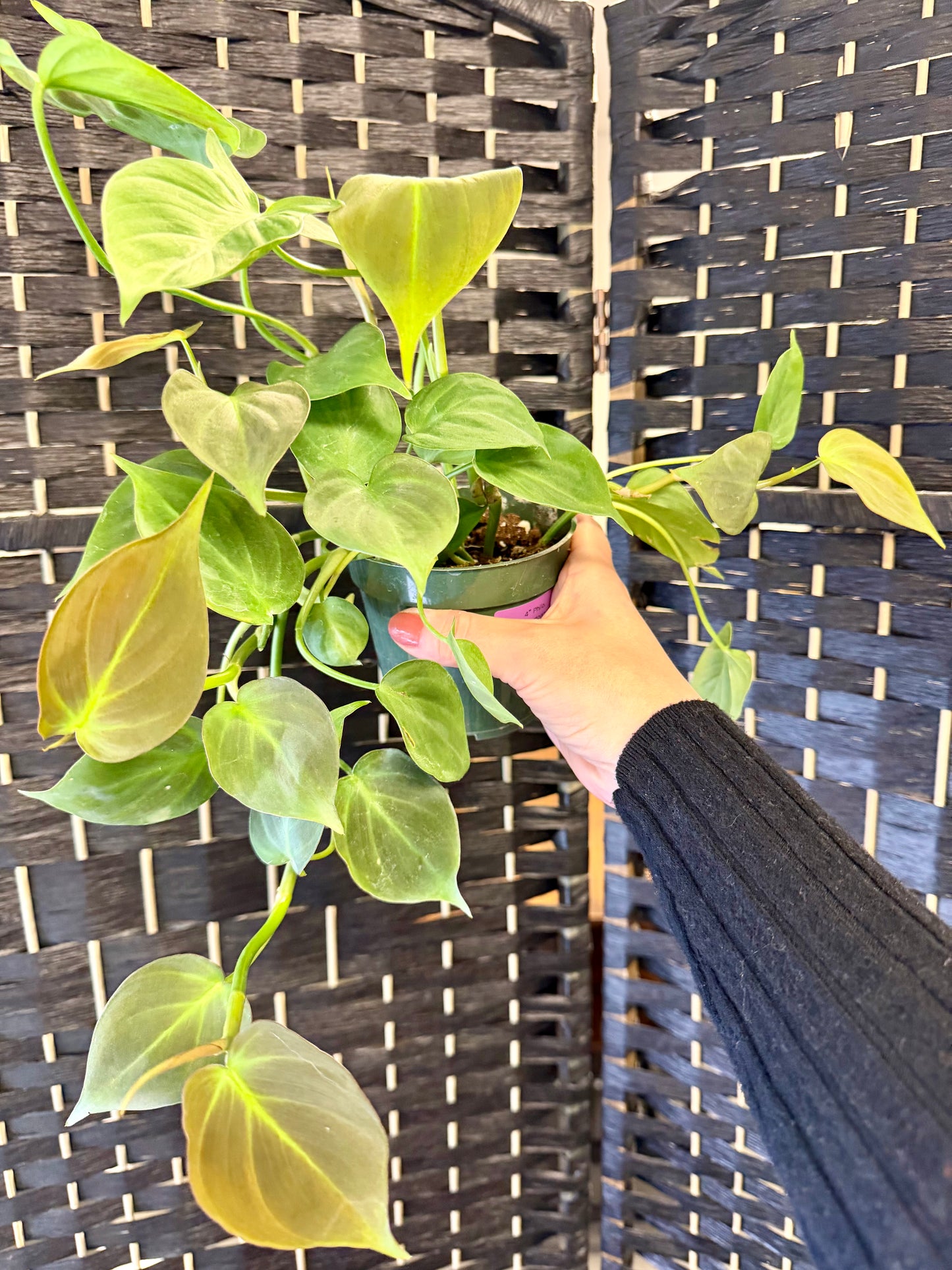 Philodendron Camposportoanum 4in