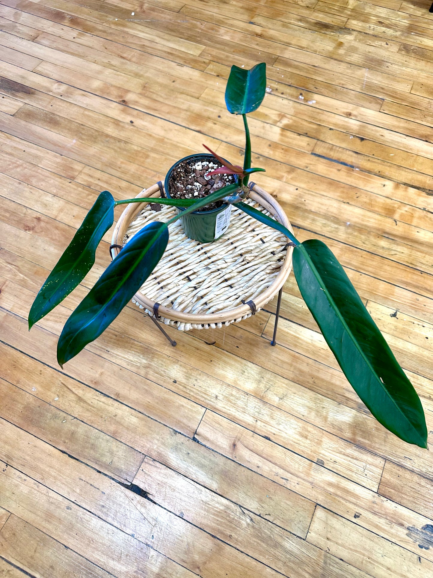 Philodendron Bicolor- 4in