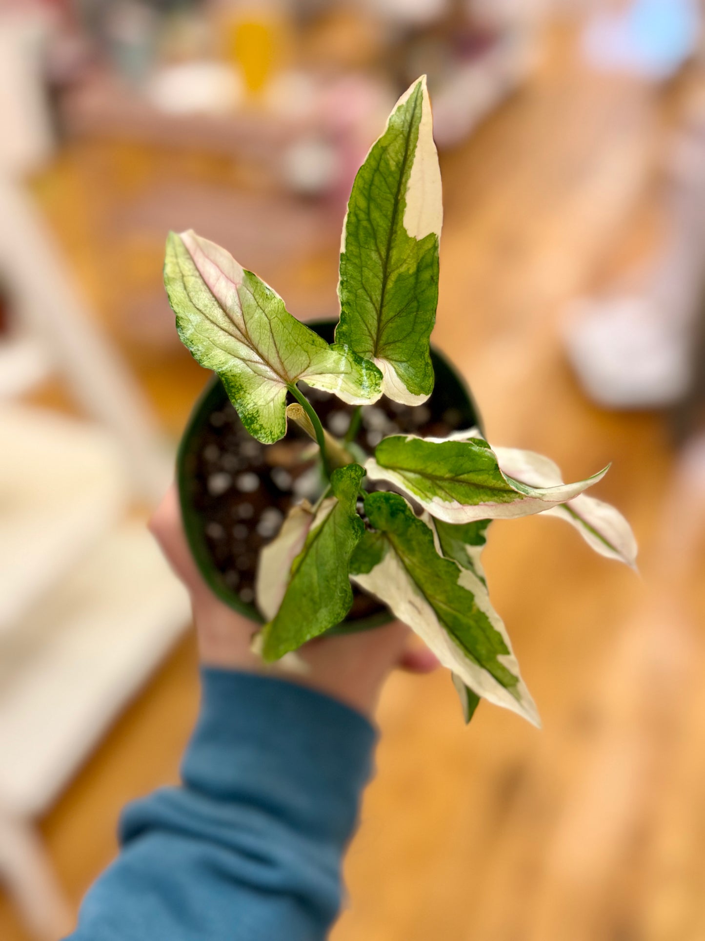 White Princess Syngonium 4in