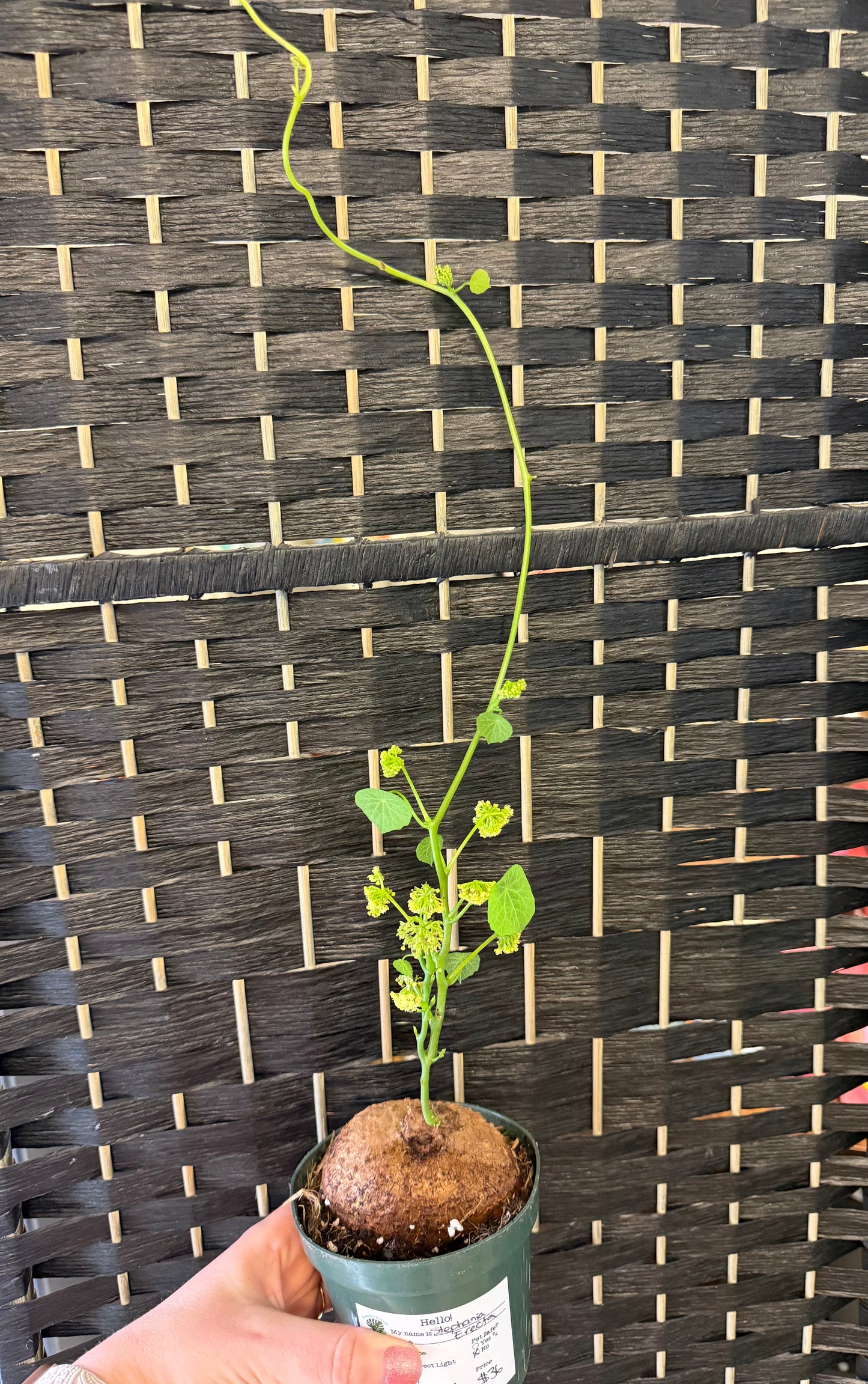 Stephania Erecta 4in