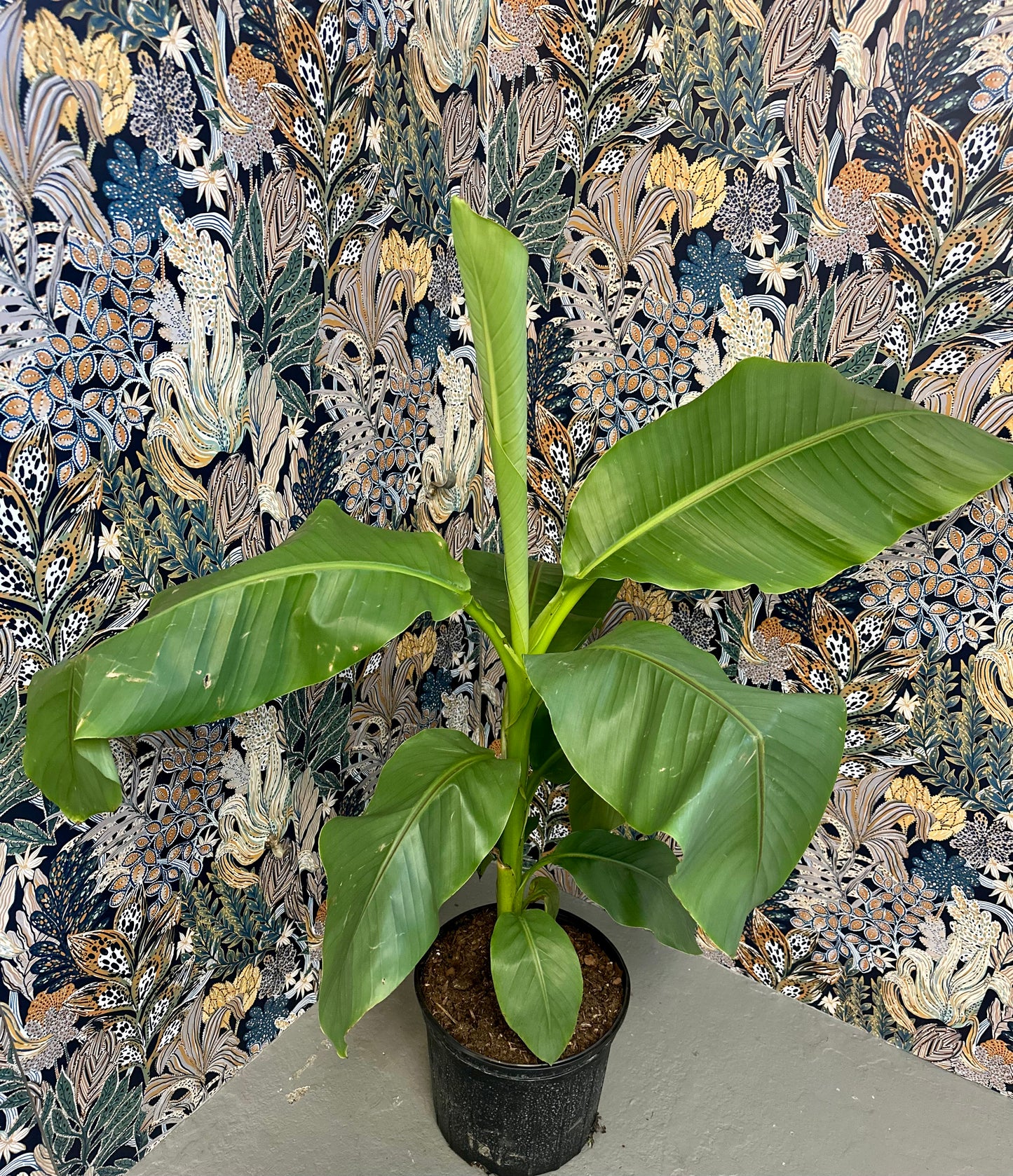 Banana Tree- 2 Gallon