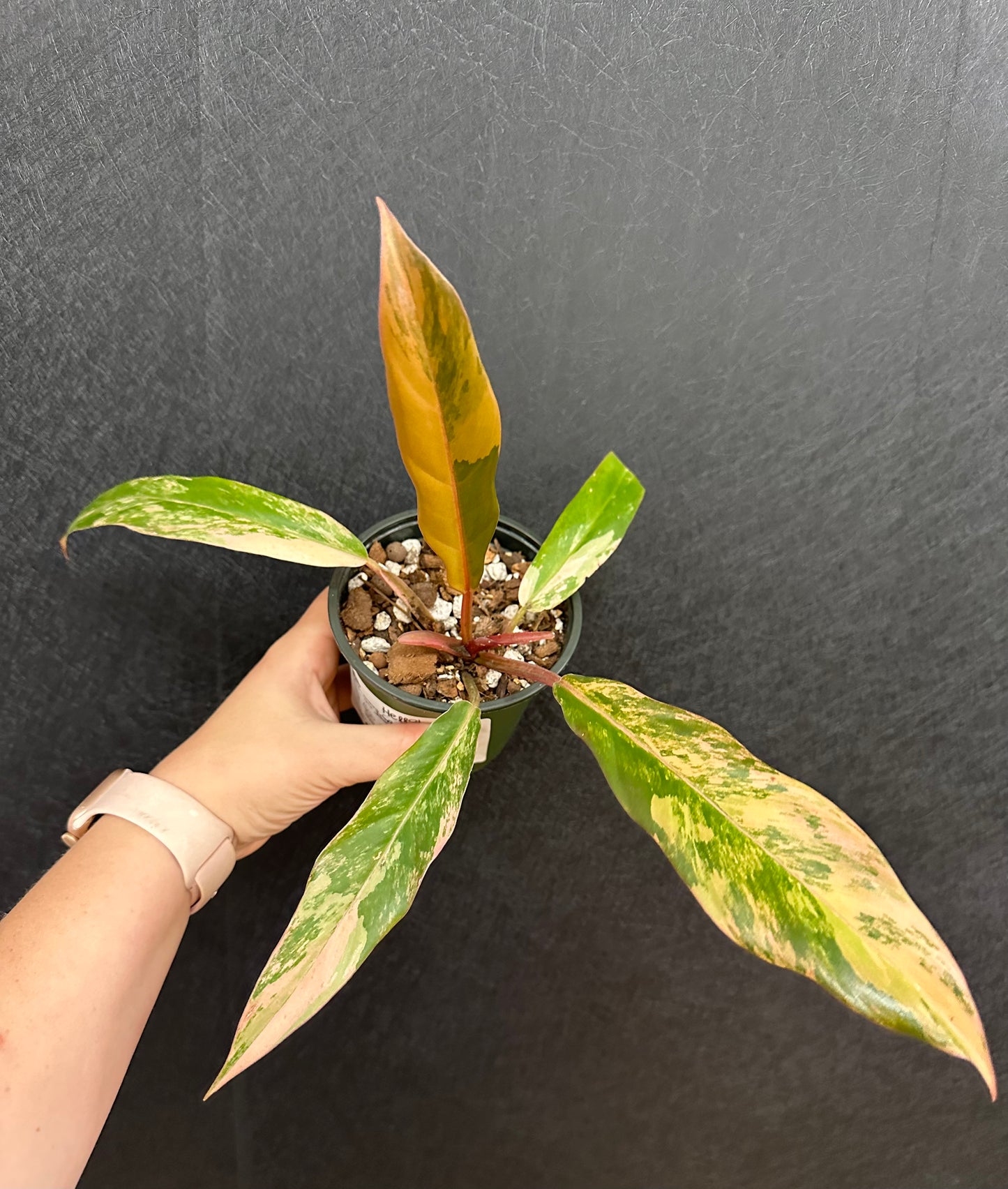 Caramel Marble Philodendron 4in