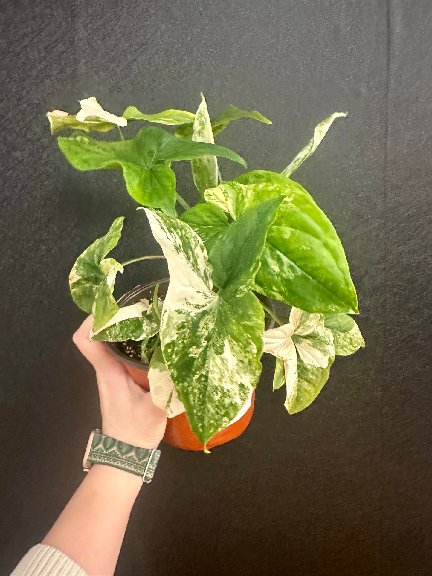 Syngonium Albo, Var. 6in