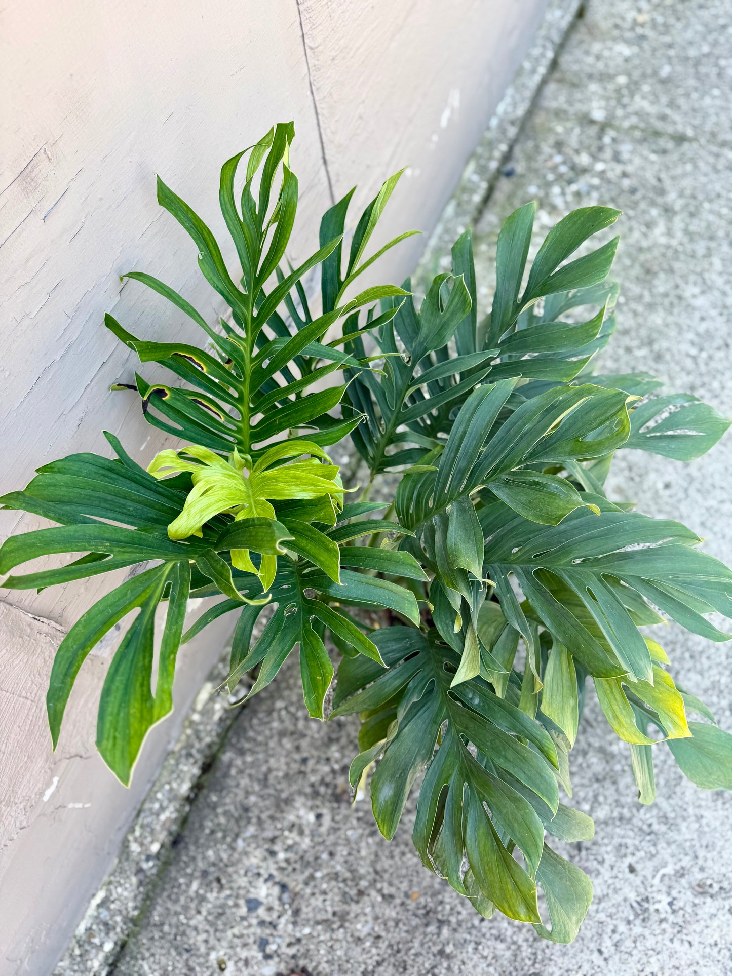 Monstera Pinnatipartita 2 gallon