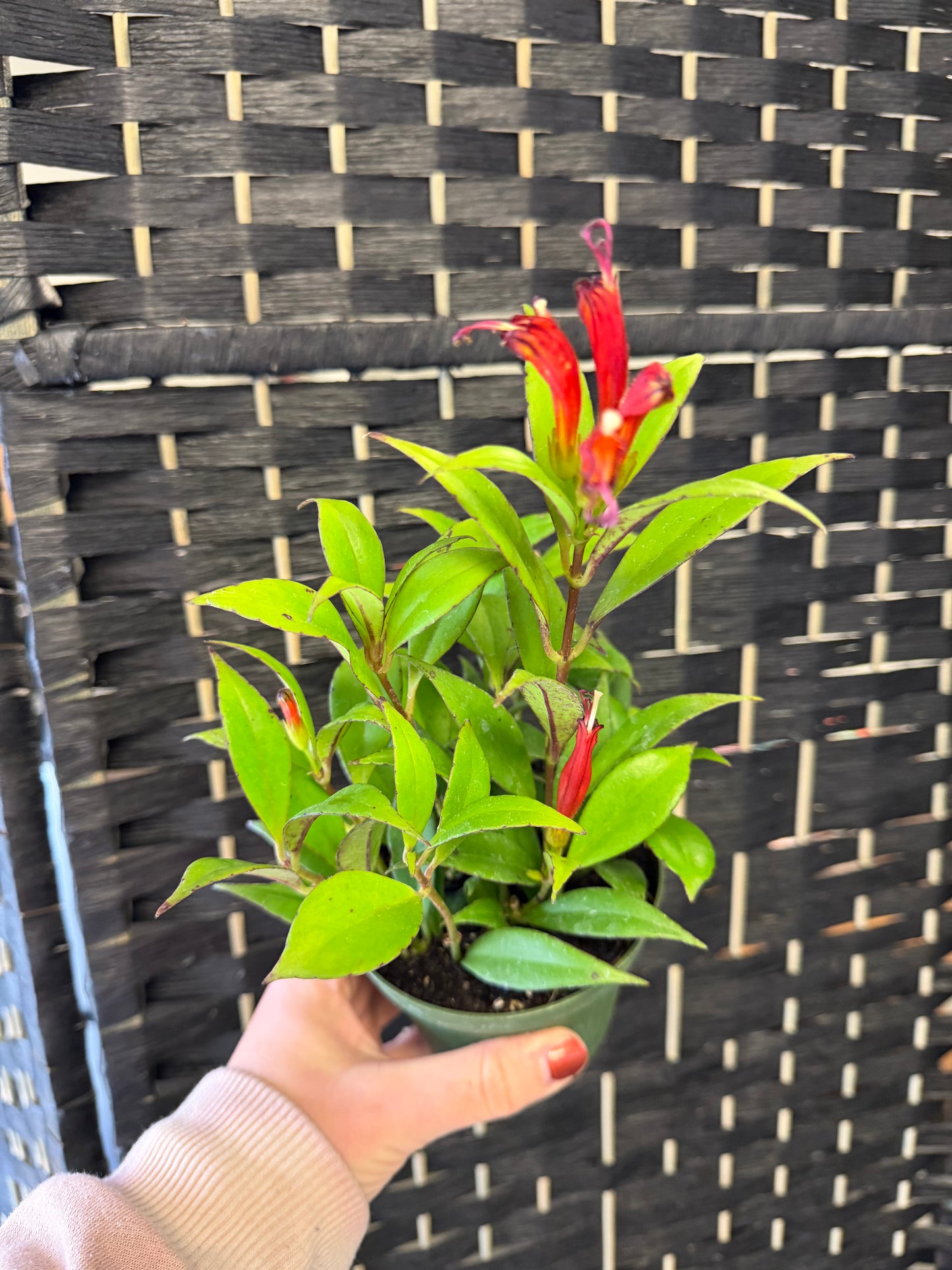 Mona Lisa Lipstick 4in