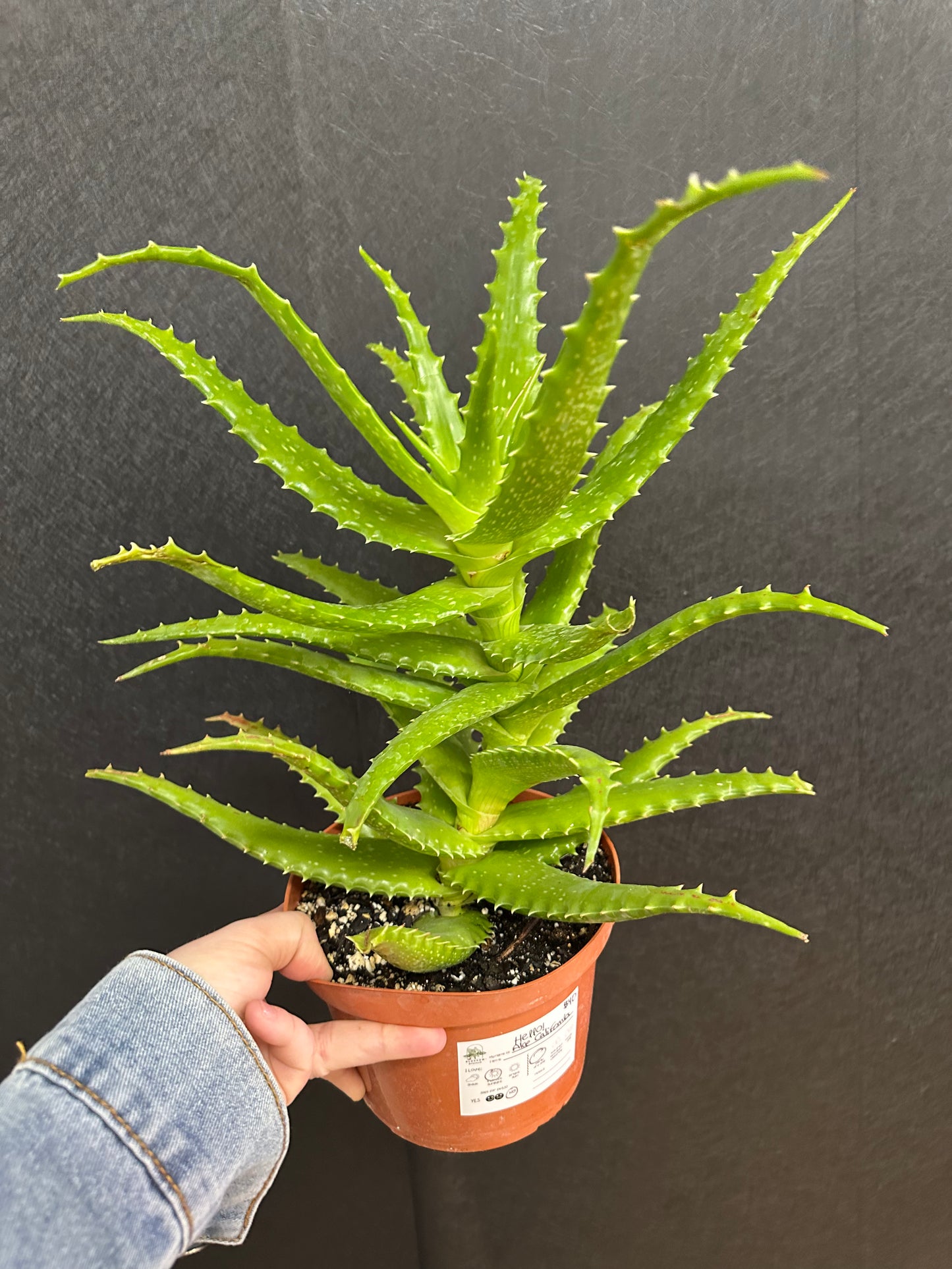 Aloe California 6in
