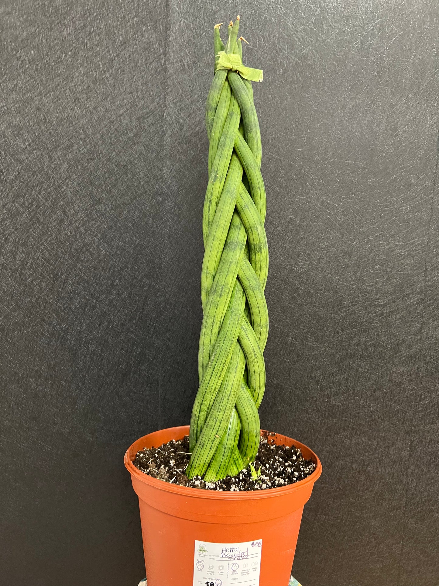 Braided Snake Plant, 8in