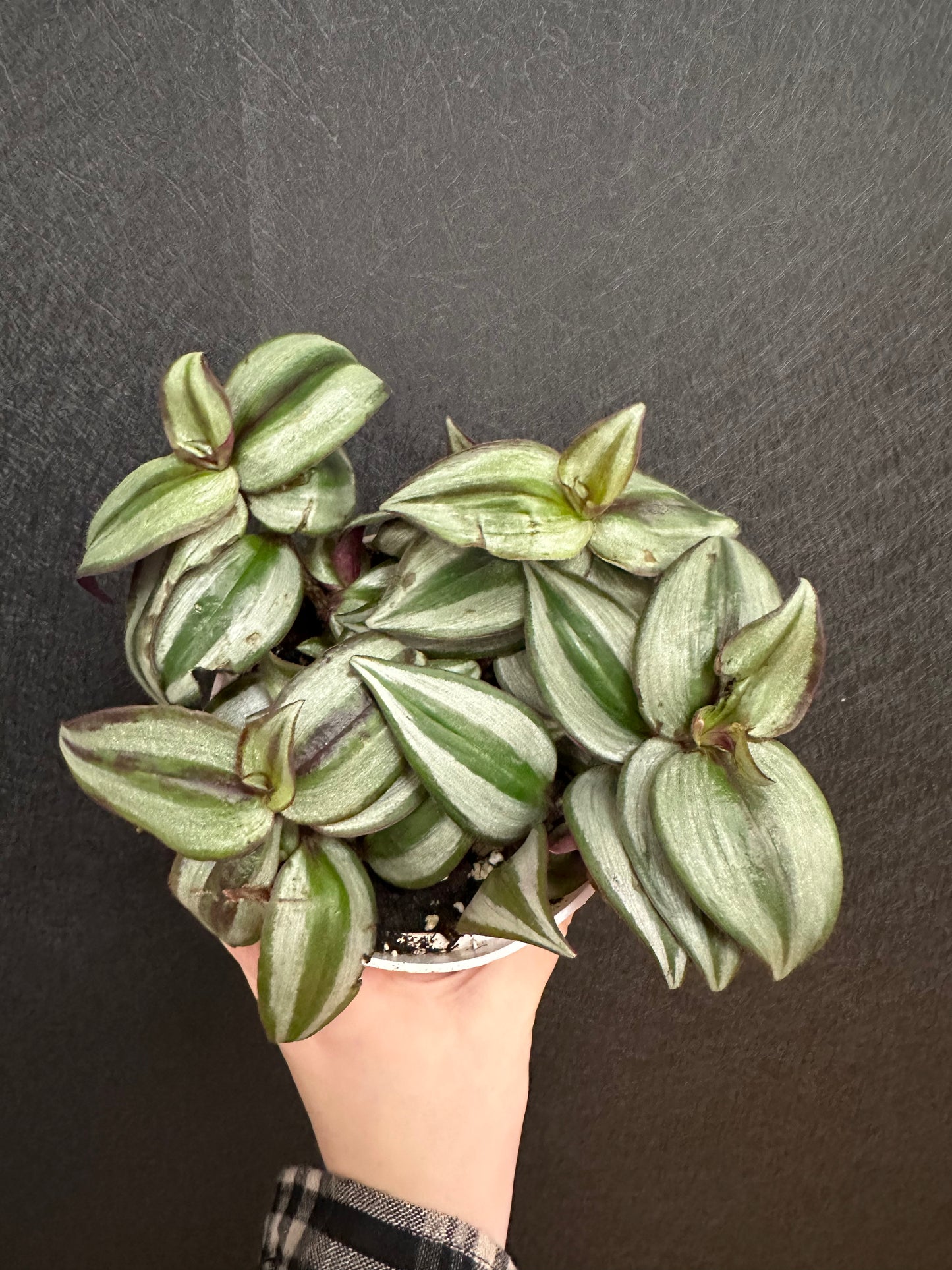 Zebrina Tradescantia 4in