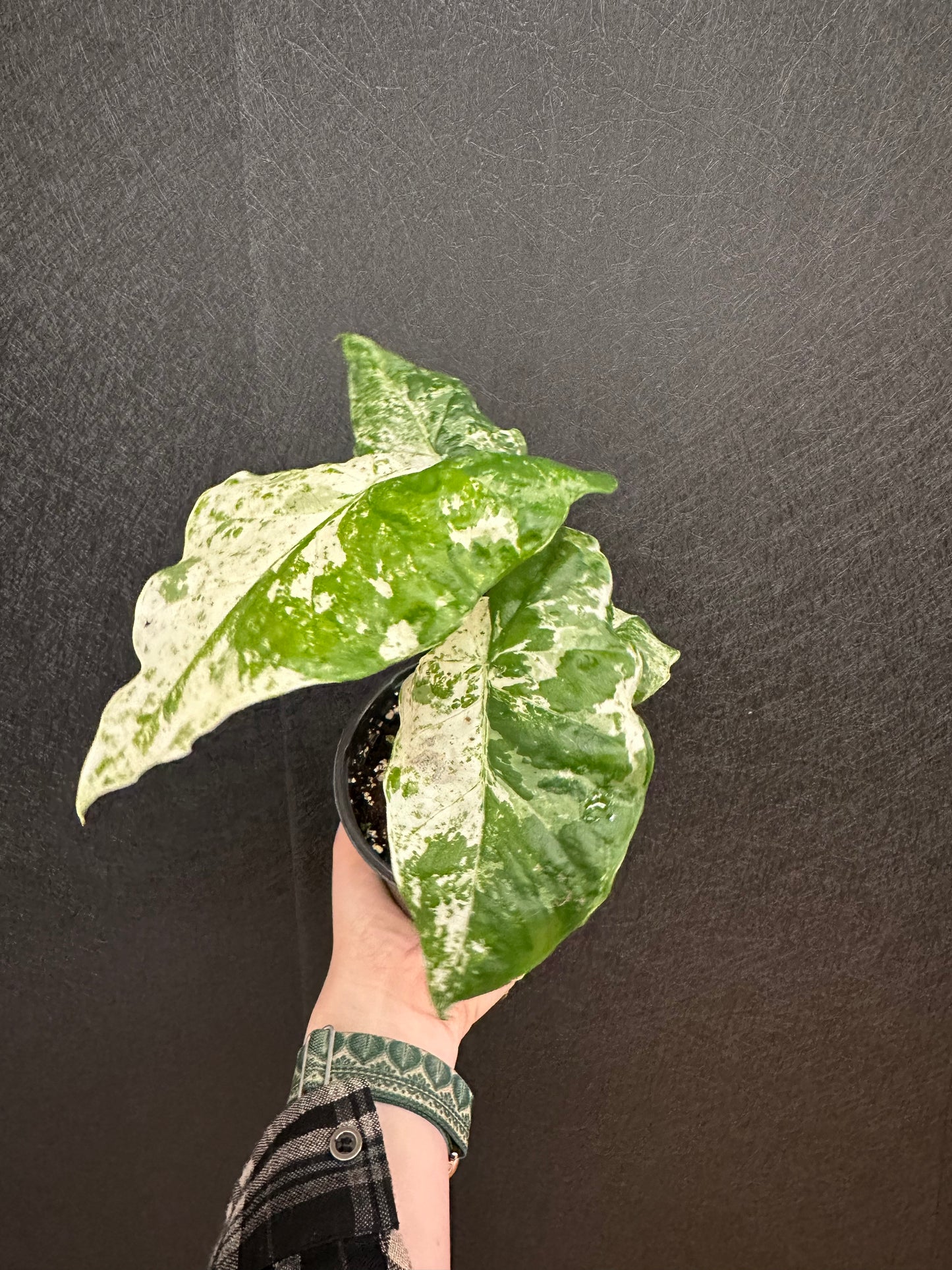 Alocasia Blizzard 4in