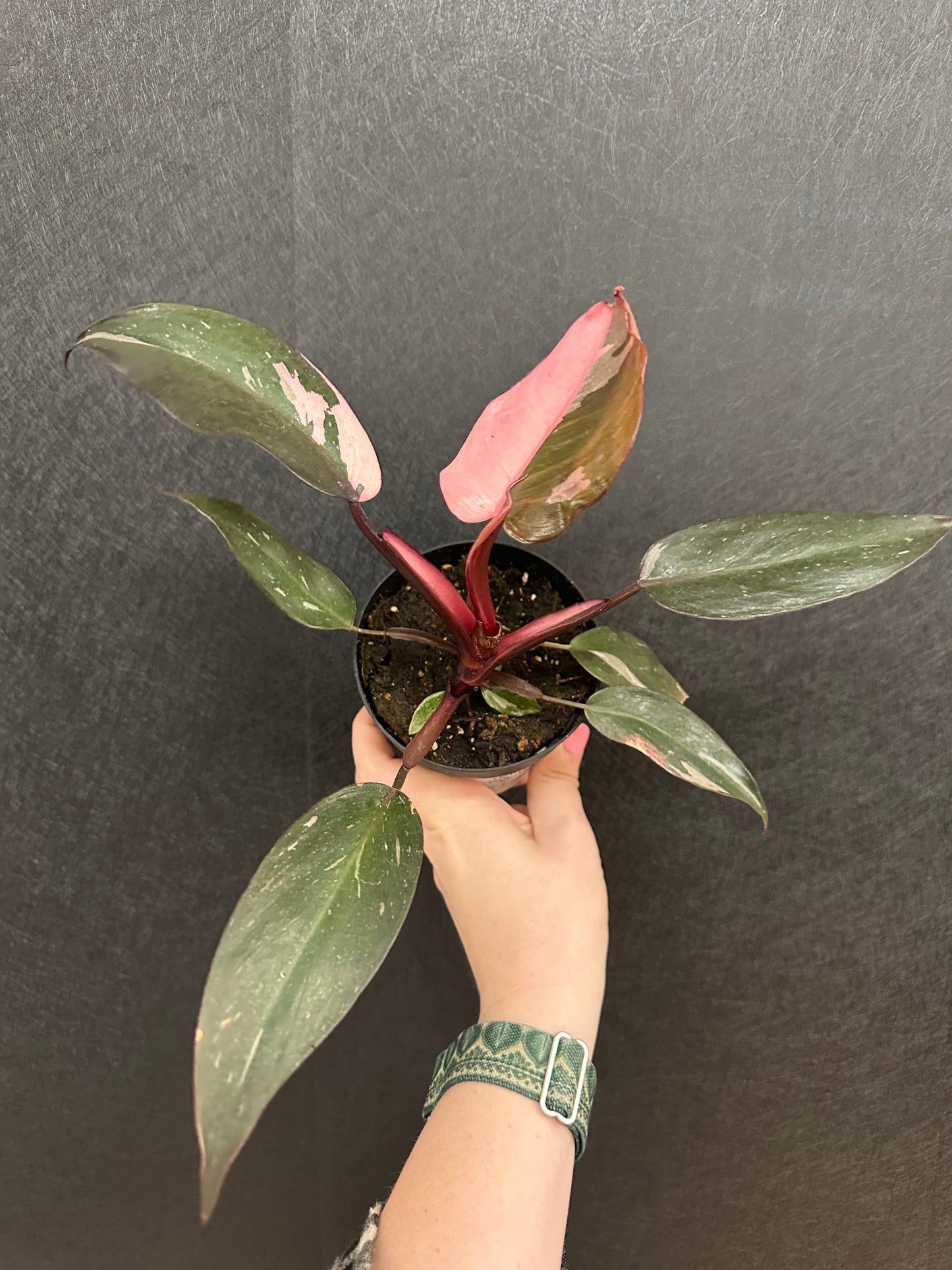 Pink Princess Philodendron 4in