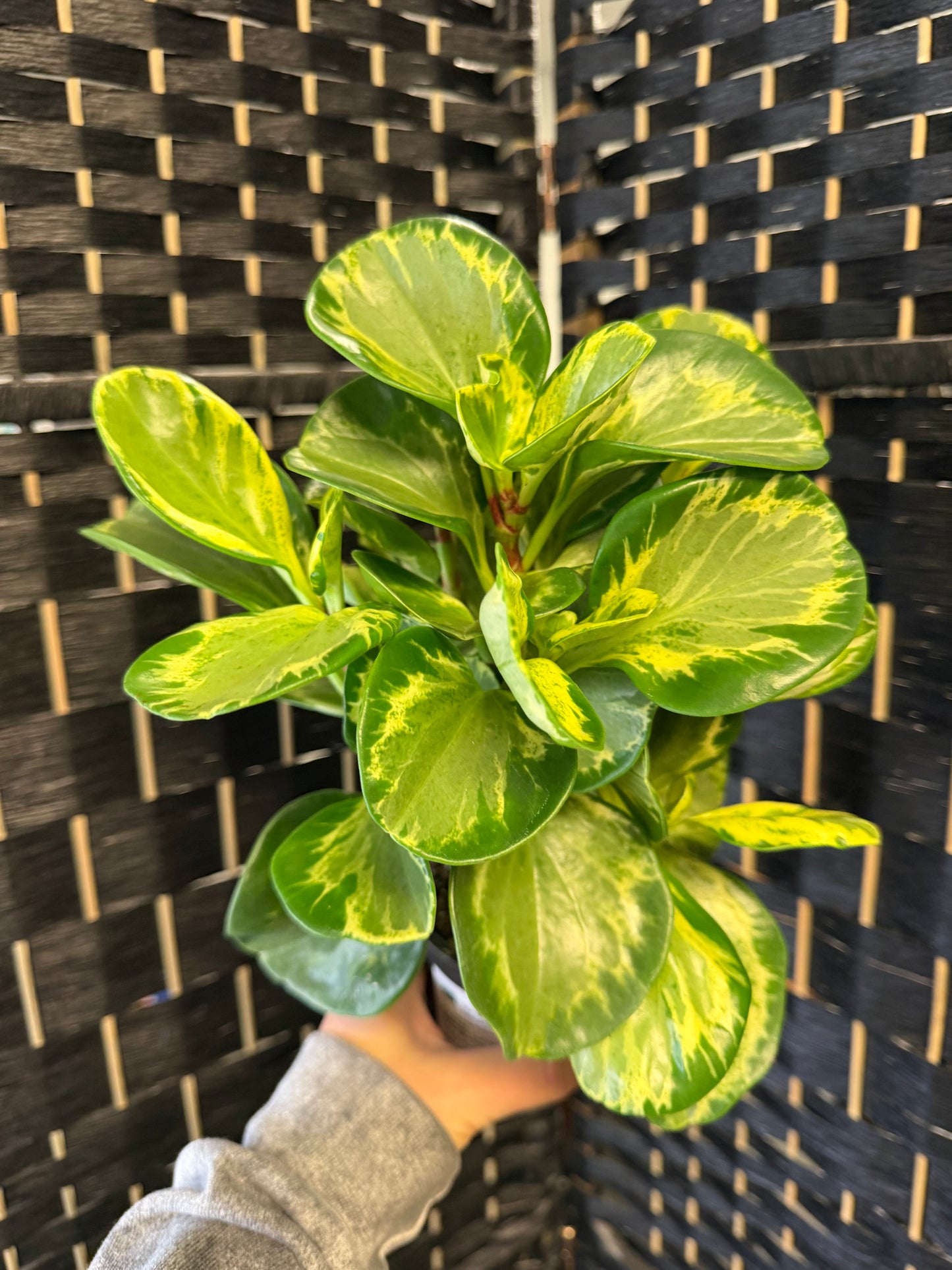 Golden Gate Peperomia 4in