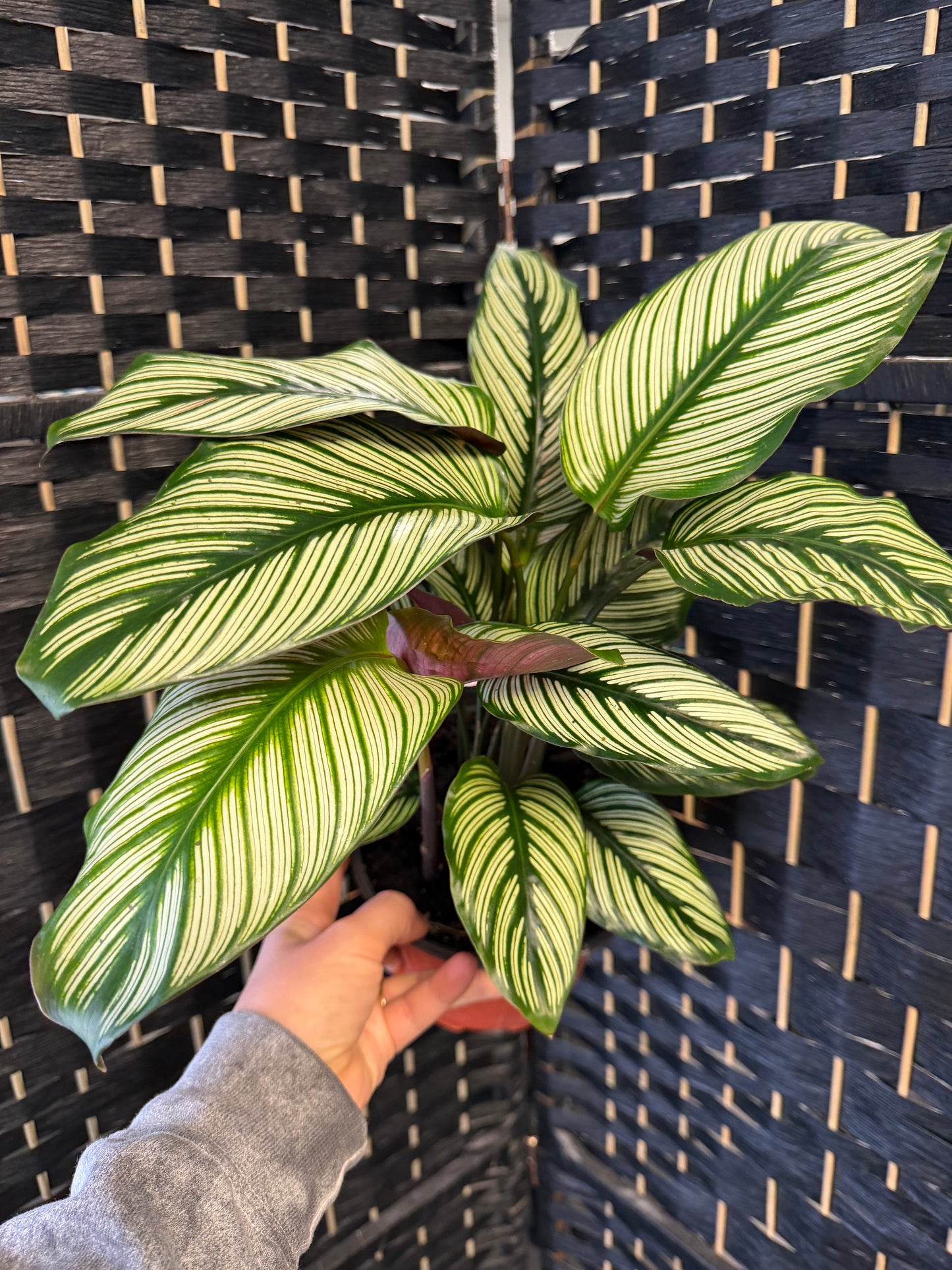 White Star Calathea 6in