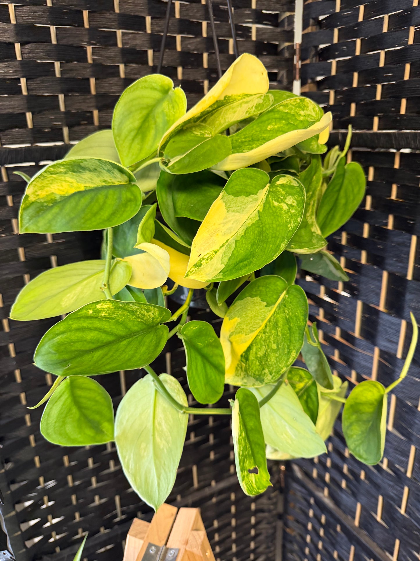 Jade Satin Var. Scindapsus 6in