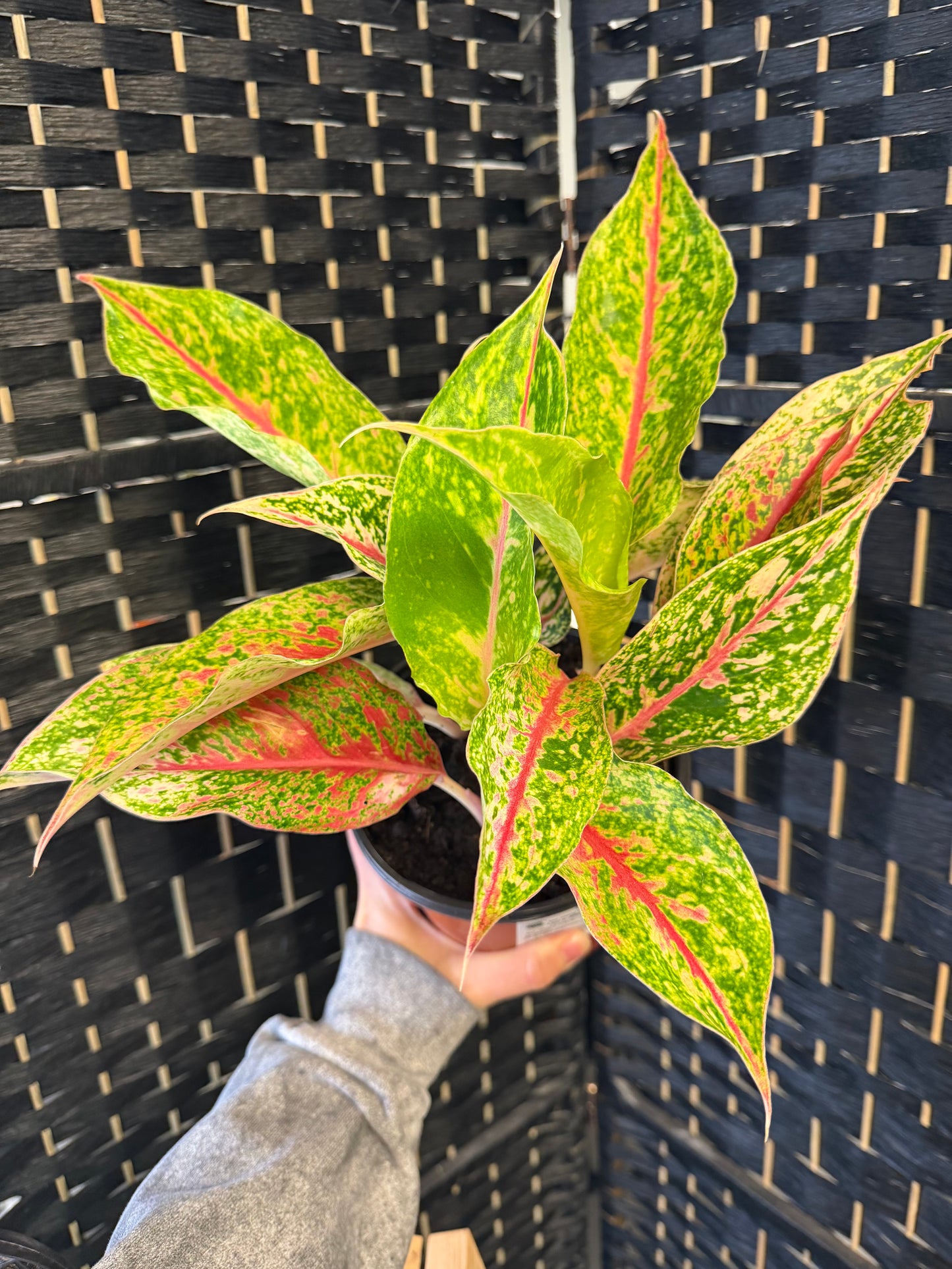 Night Sparkle Aglaonema 6in