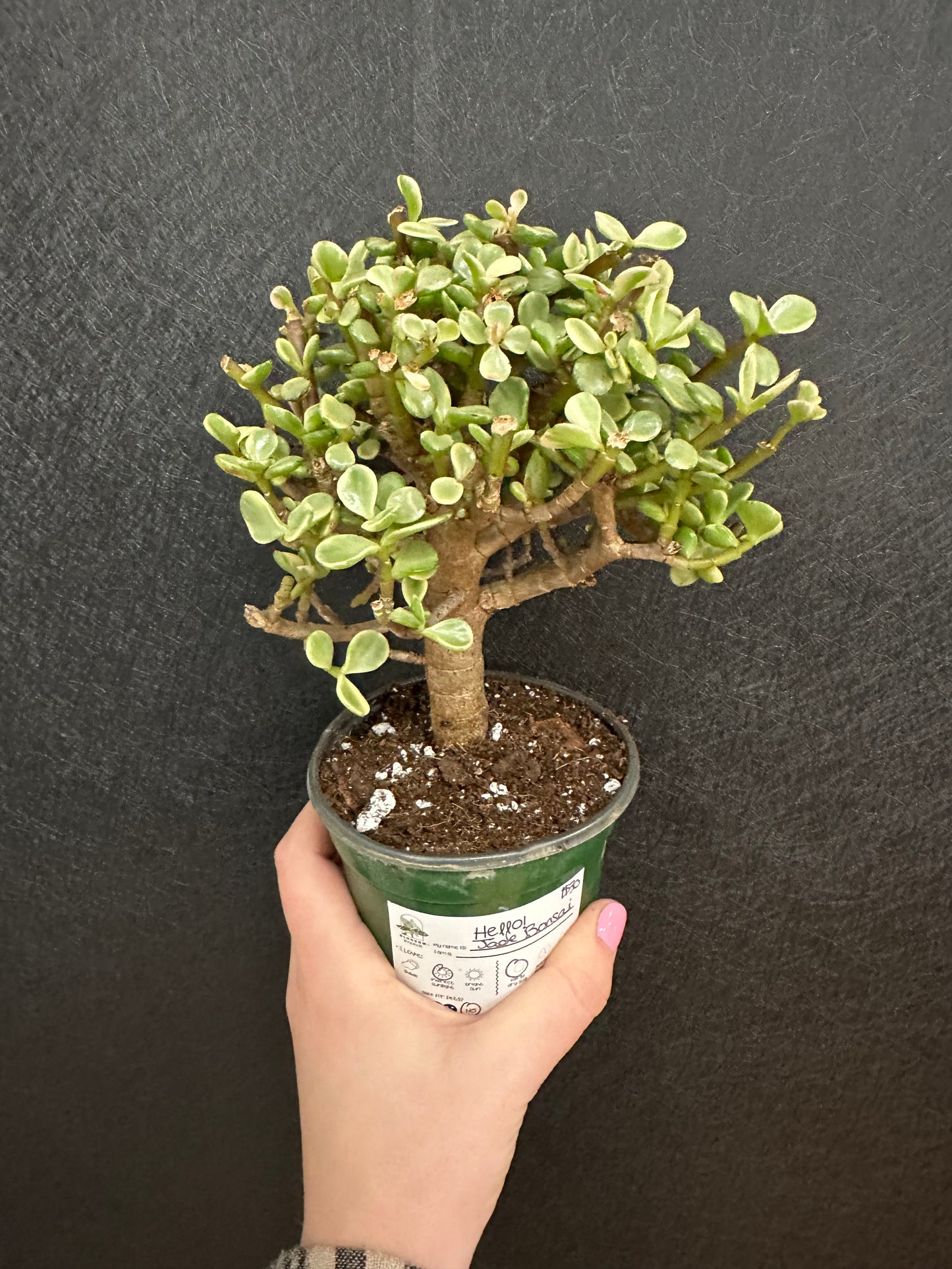 Jade Bonsai 4in