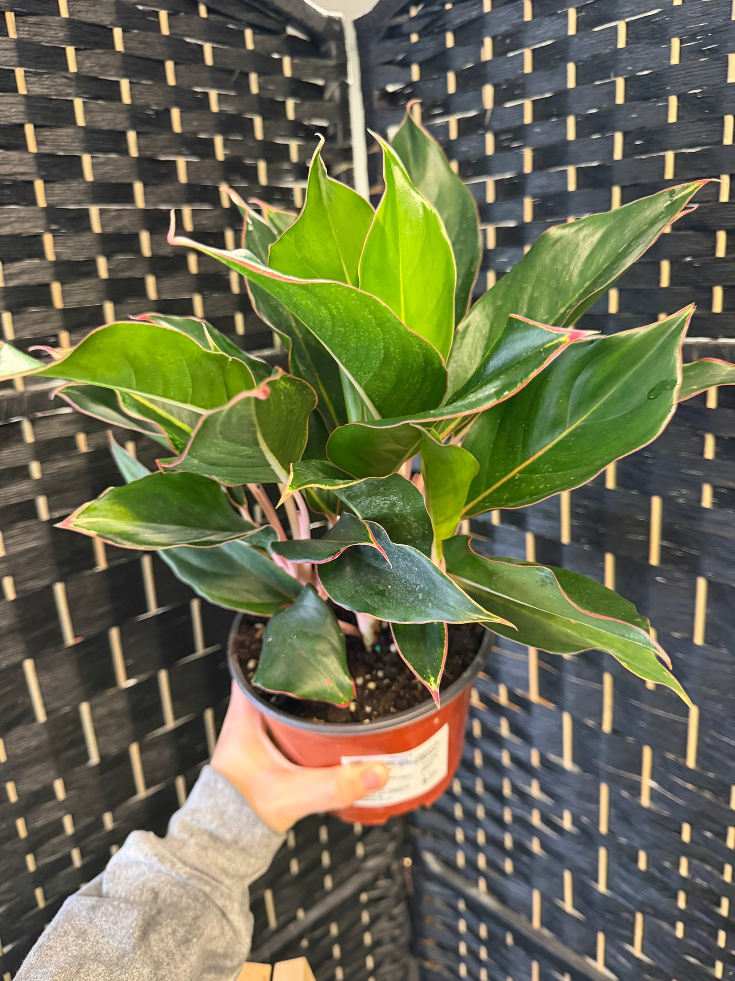 Misterio Aglaonema 6in