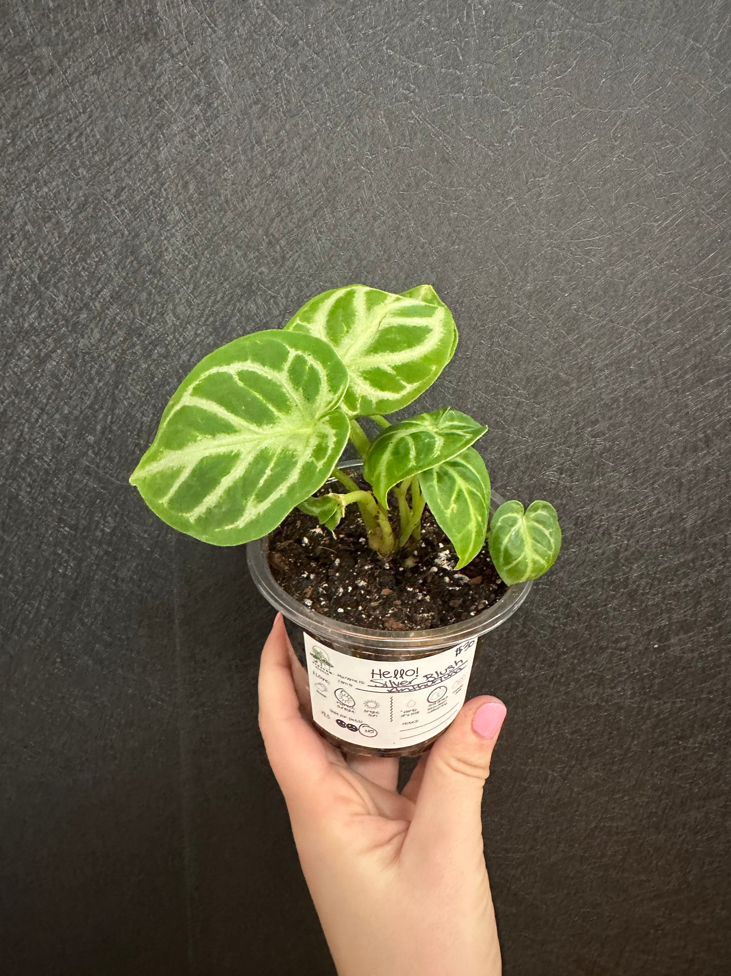 Silver Blush Anthurium 4in