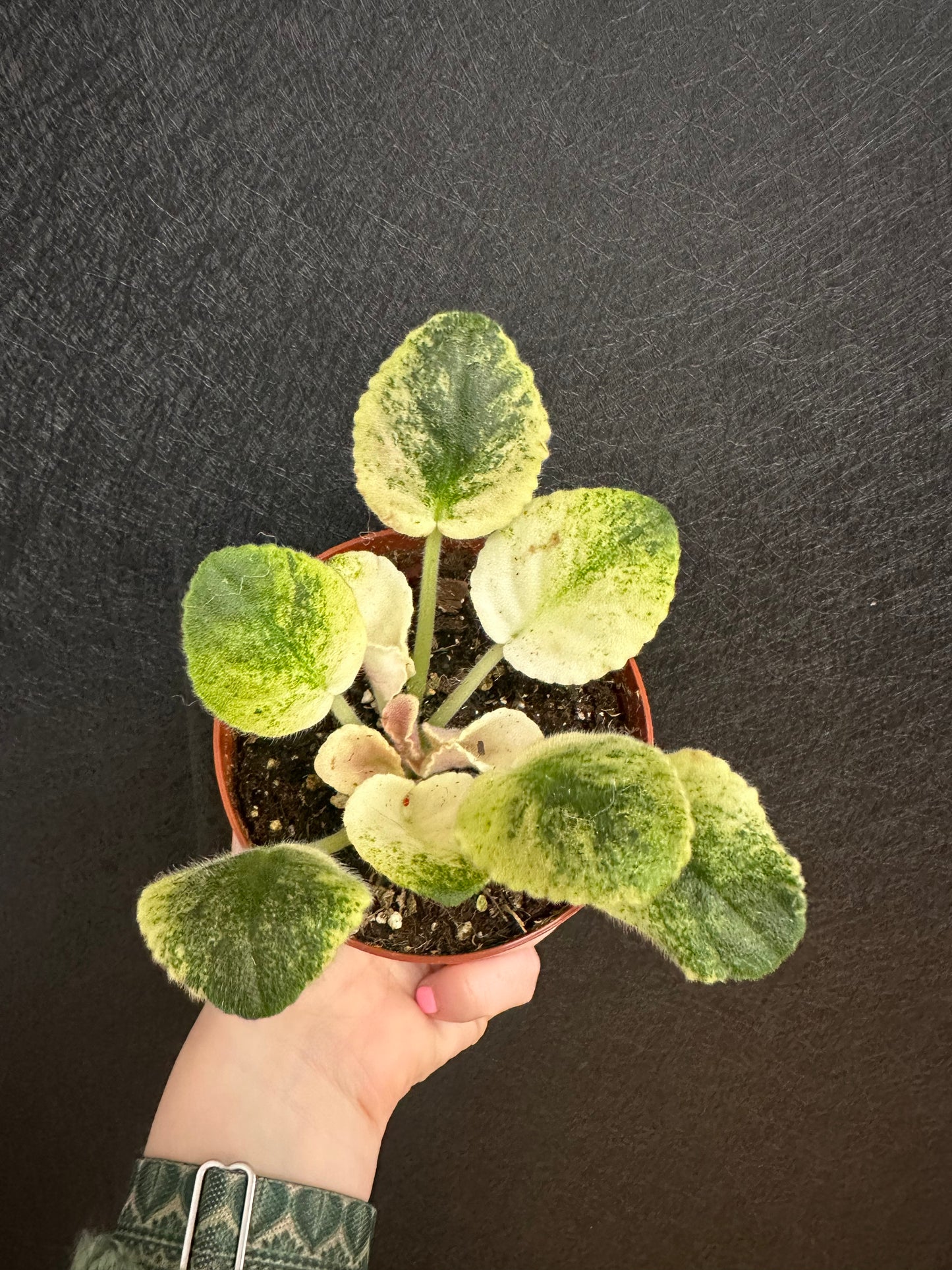 Harmony’s Love Bug African Violet 4in