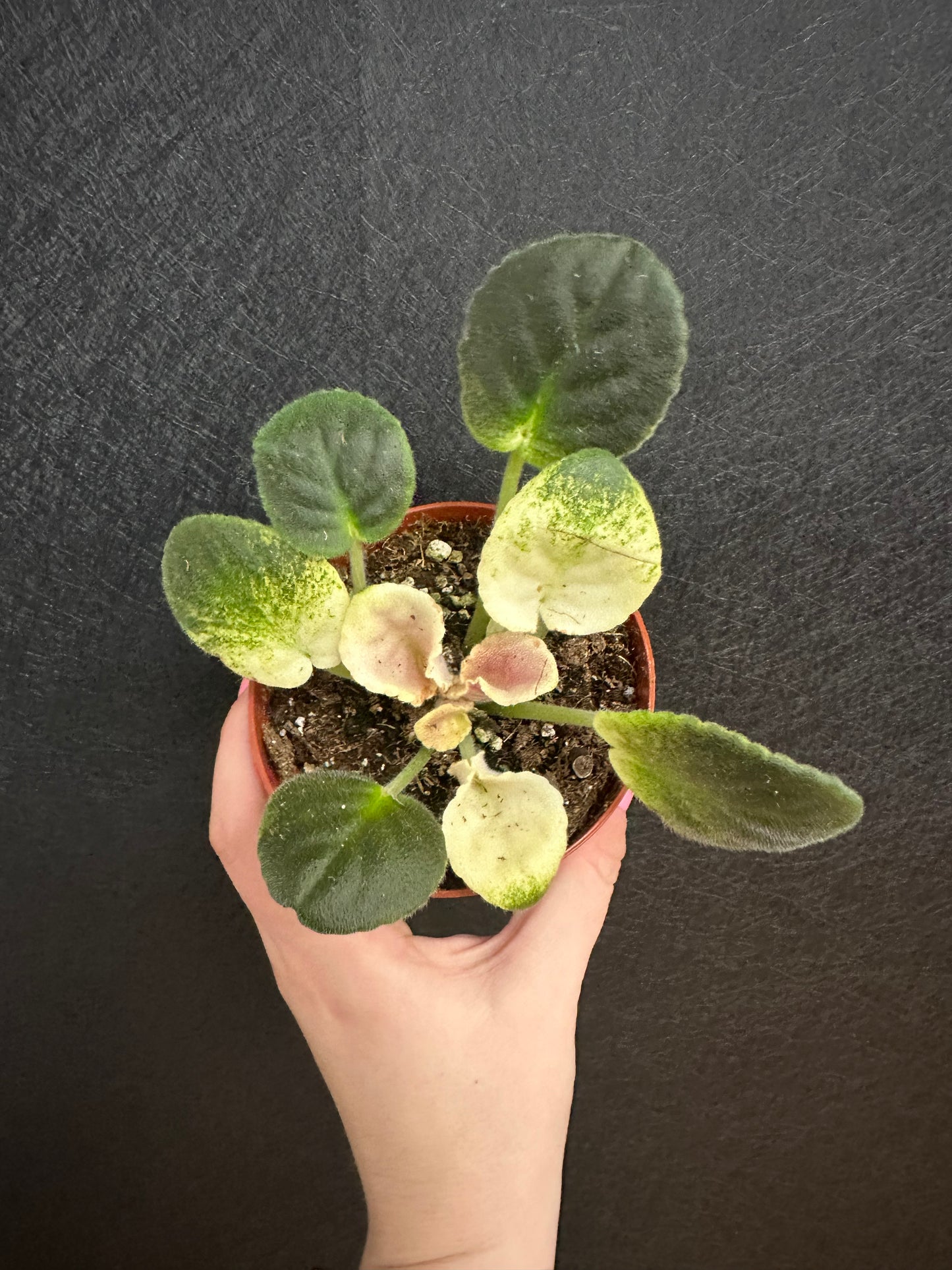 Harmony’s Love Bug African Violet 4in