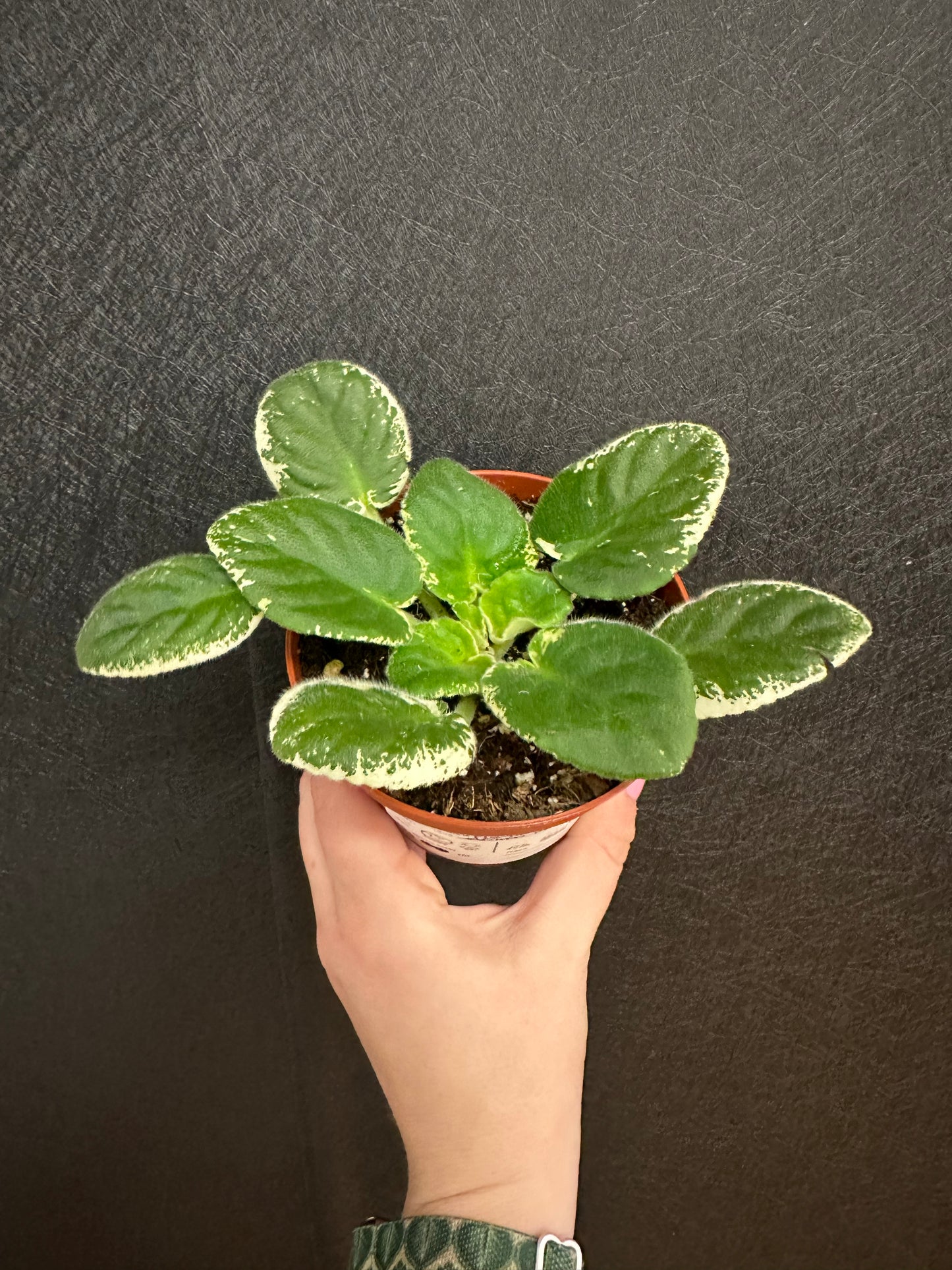 K’s Lilac Infusion African Violet 4in