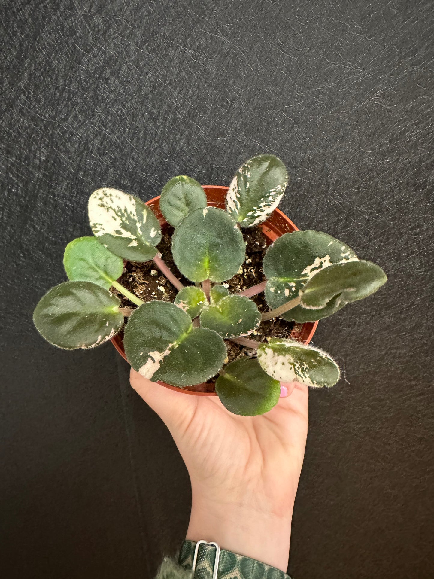 Kayliah Marie African Violet 4in