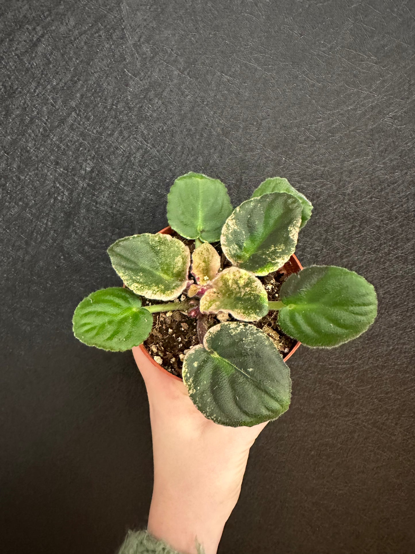 In a Flash African Violet 4in