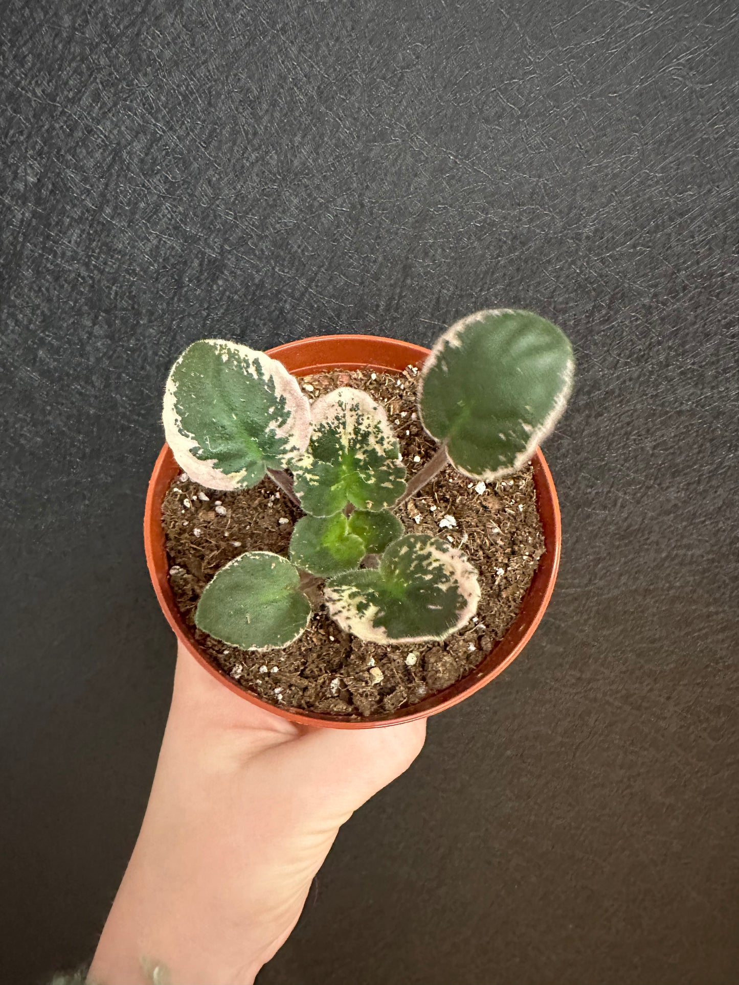 Ma’s Stewed Tomato African Violet 4in