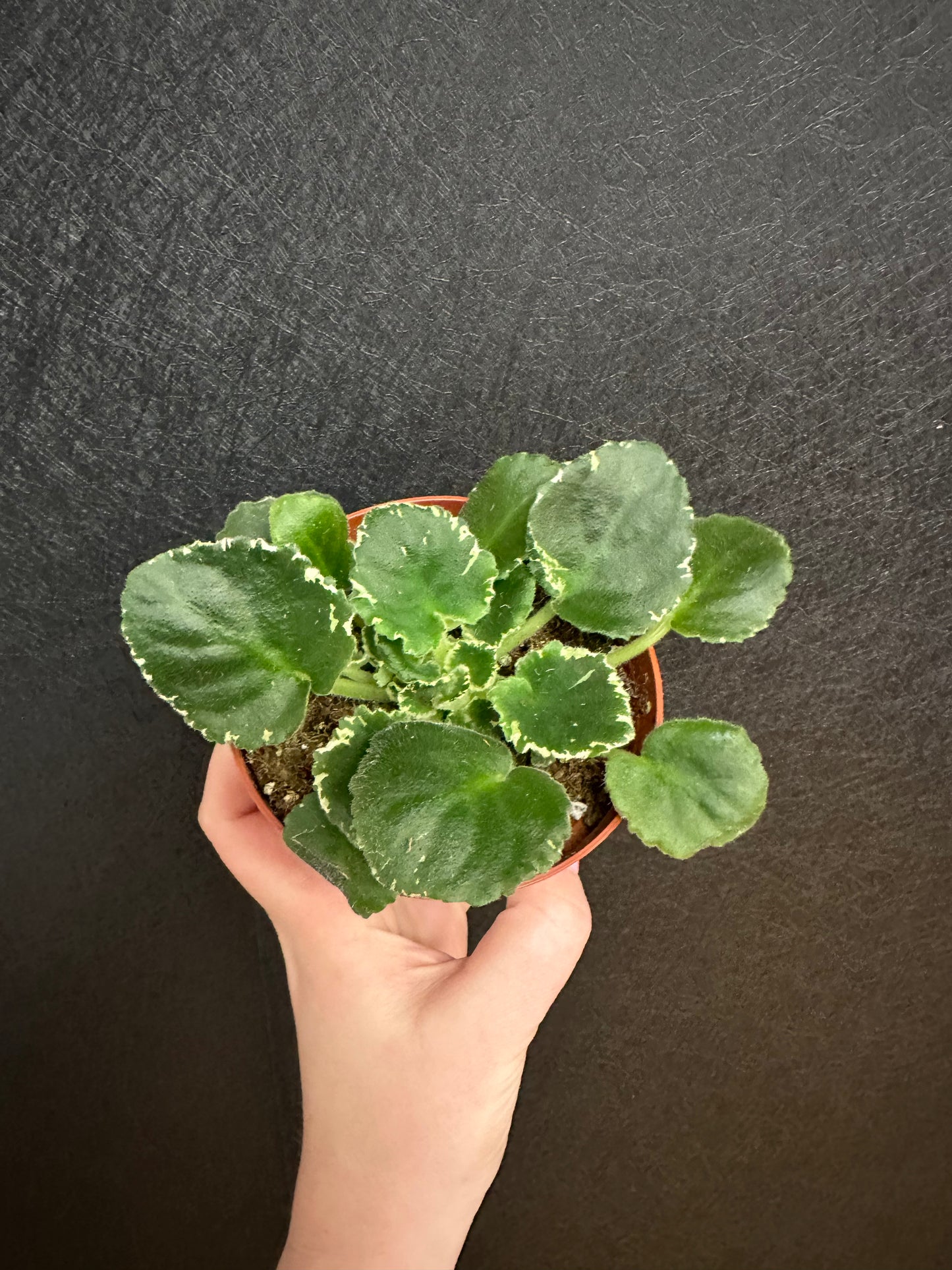 Harmony’s Cool Cat African Violet 4in