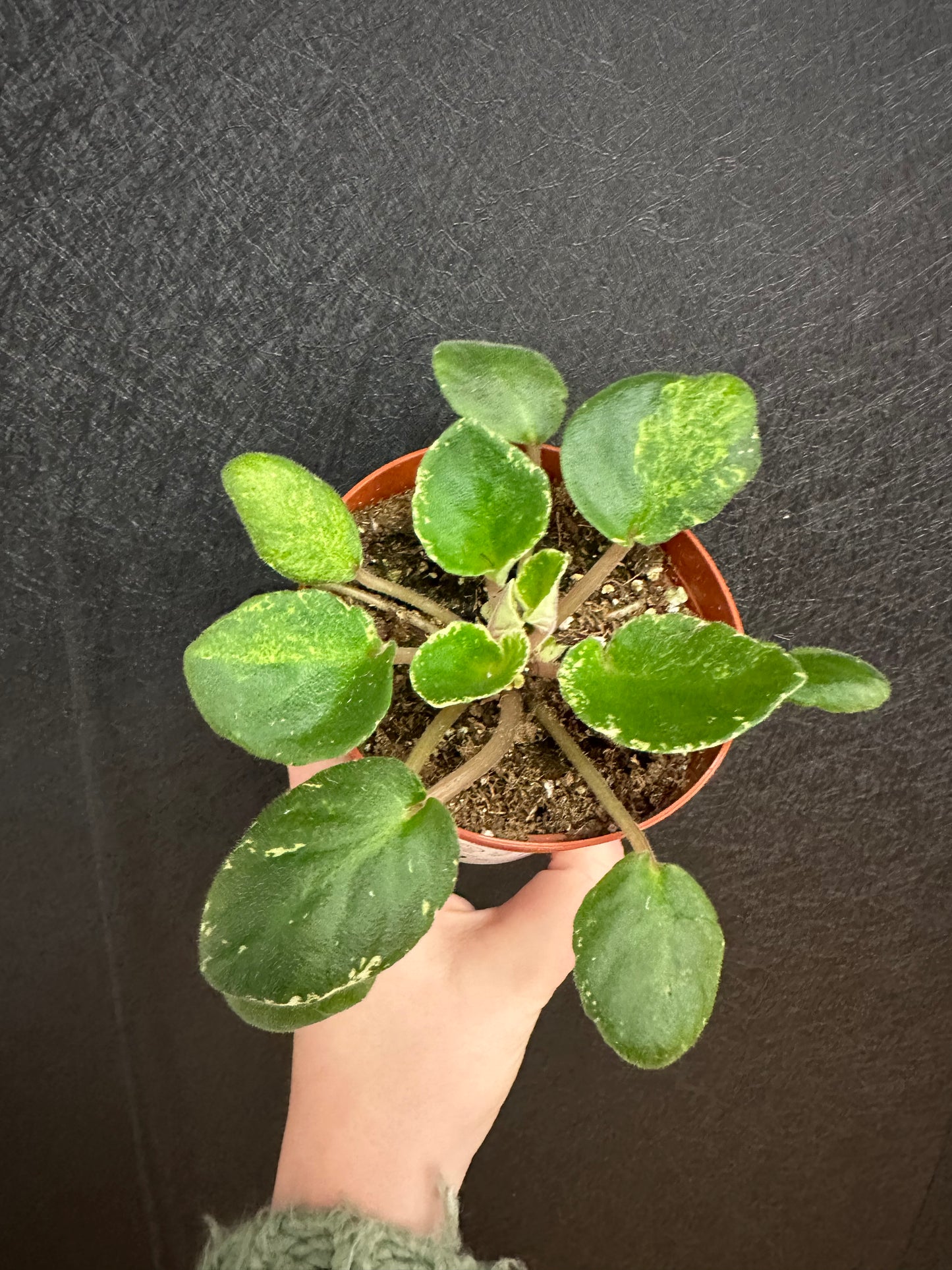 Dancing Fool African Violet 4in
