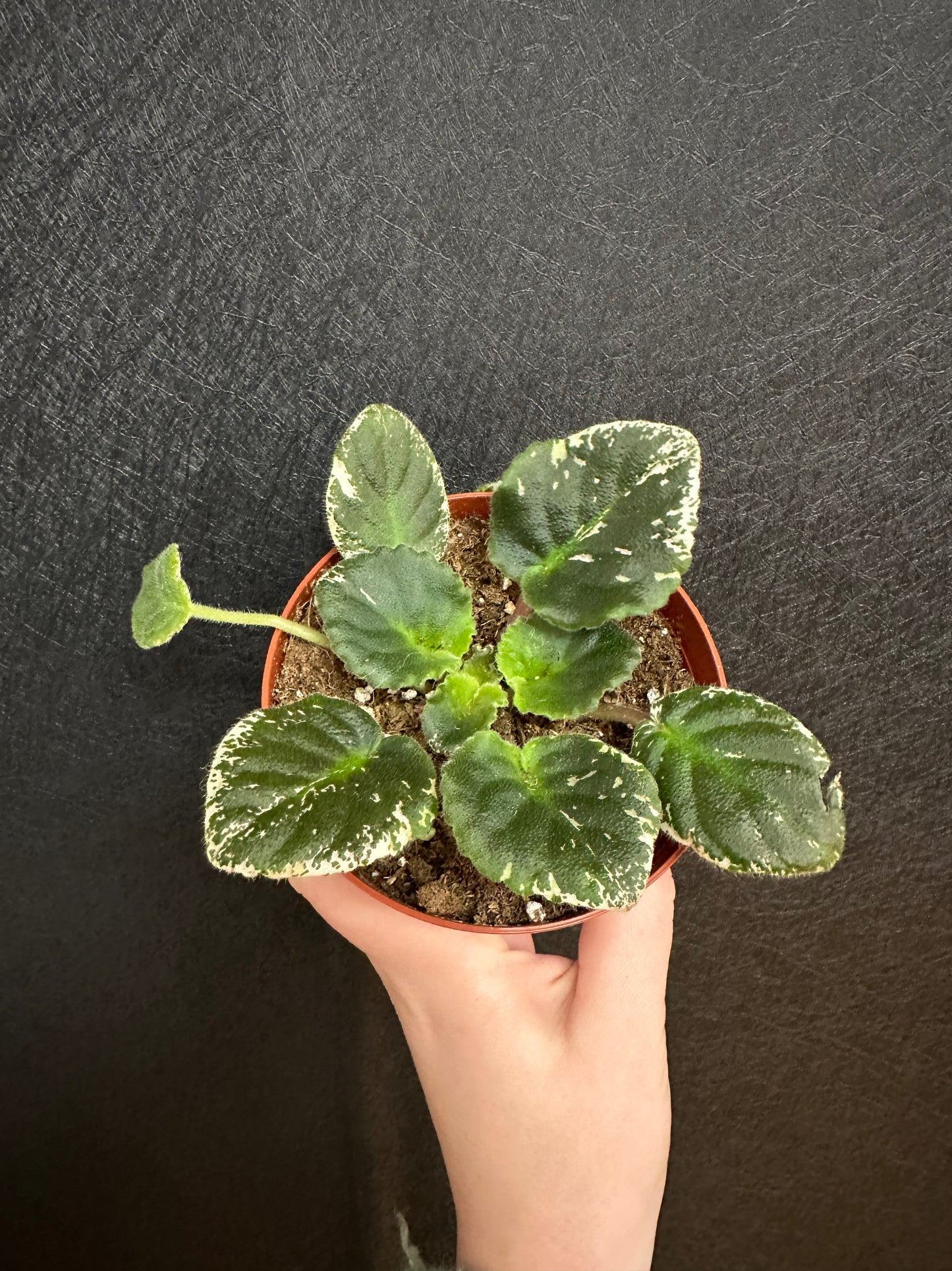 K’s Sage Wand African Violet 4in