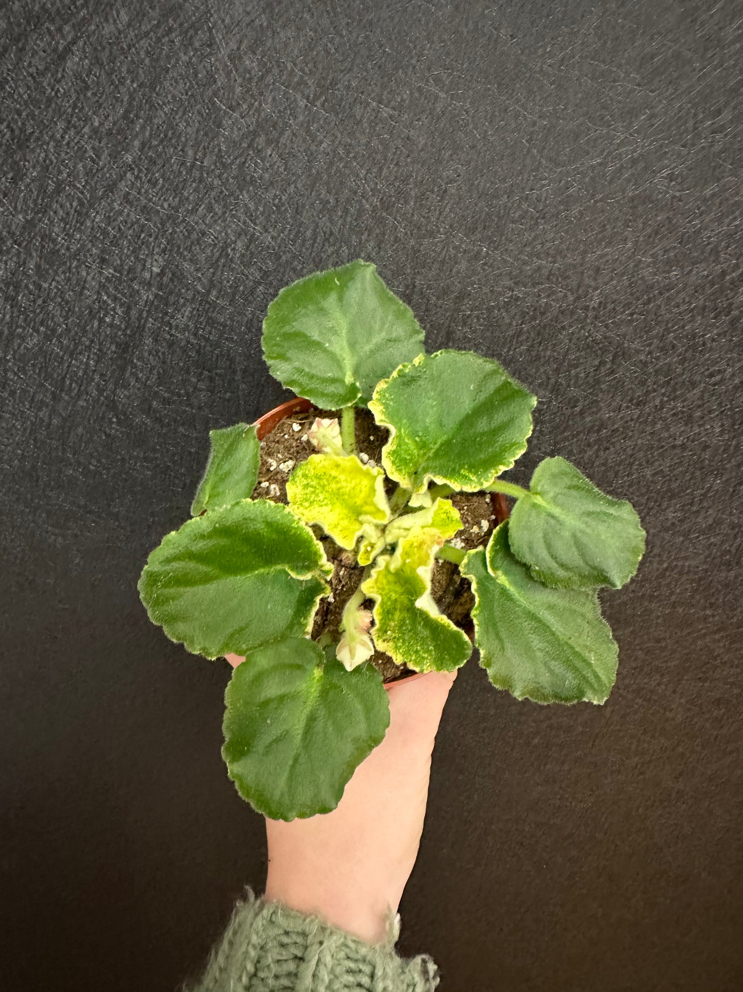 Harmony’s News Flash African Violet 4in